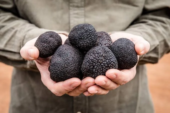 Truffles 3.jpeg