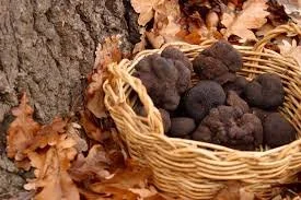 Truffles 5.jpeg