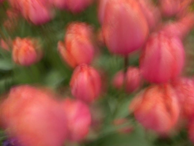 JT-Tulip-Twilight.jpg