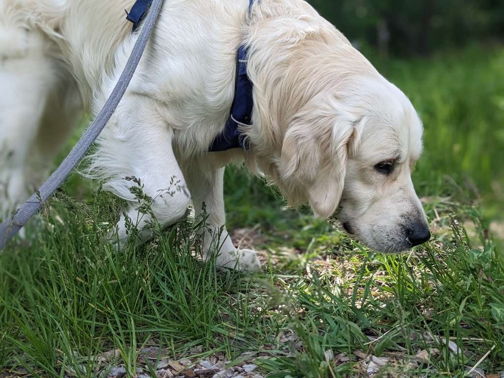 DIY Brain Training Game For Dogs - Pawsitive Thinking