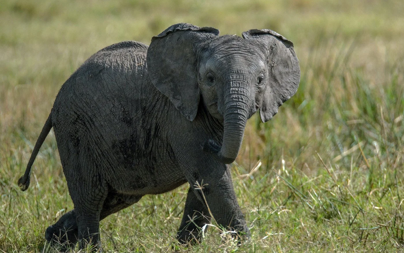 A win-win for baby elephants and Samburu women in Kenya