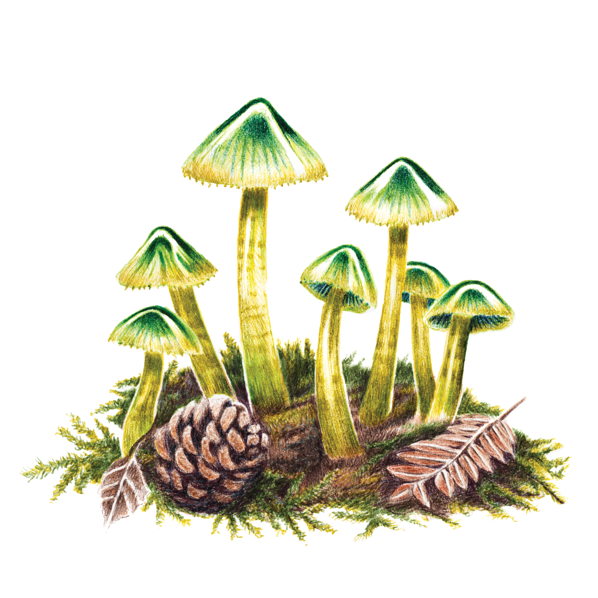 ParrotWaxCap.png