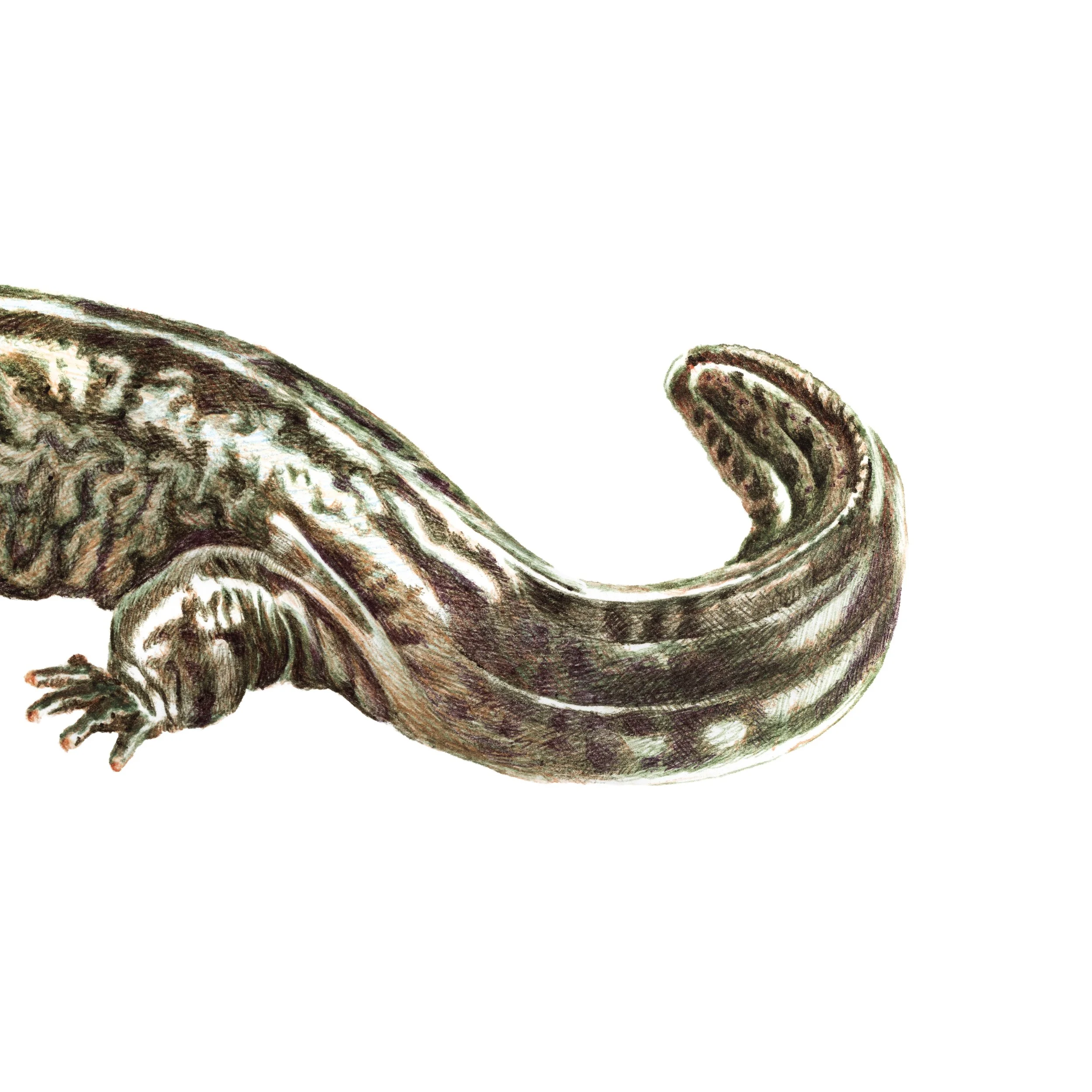 Hellbender2.jpg