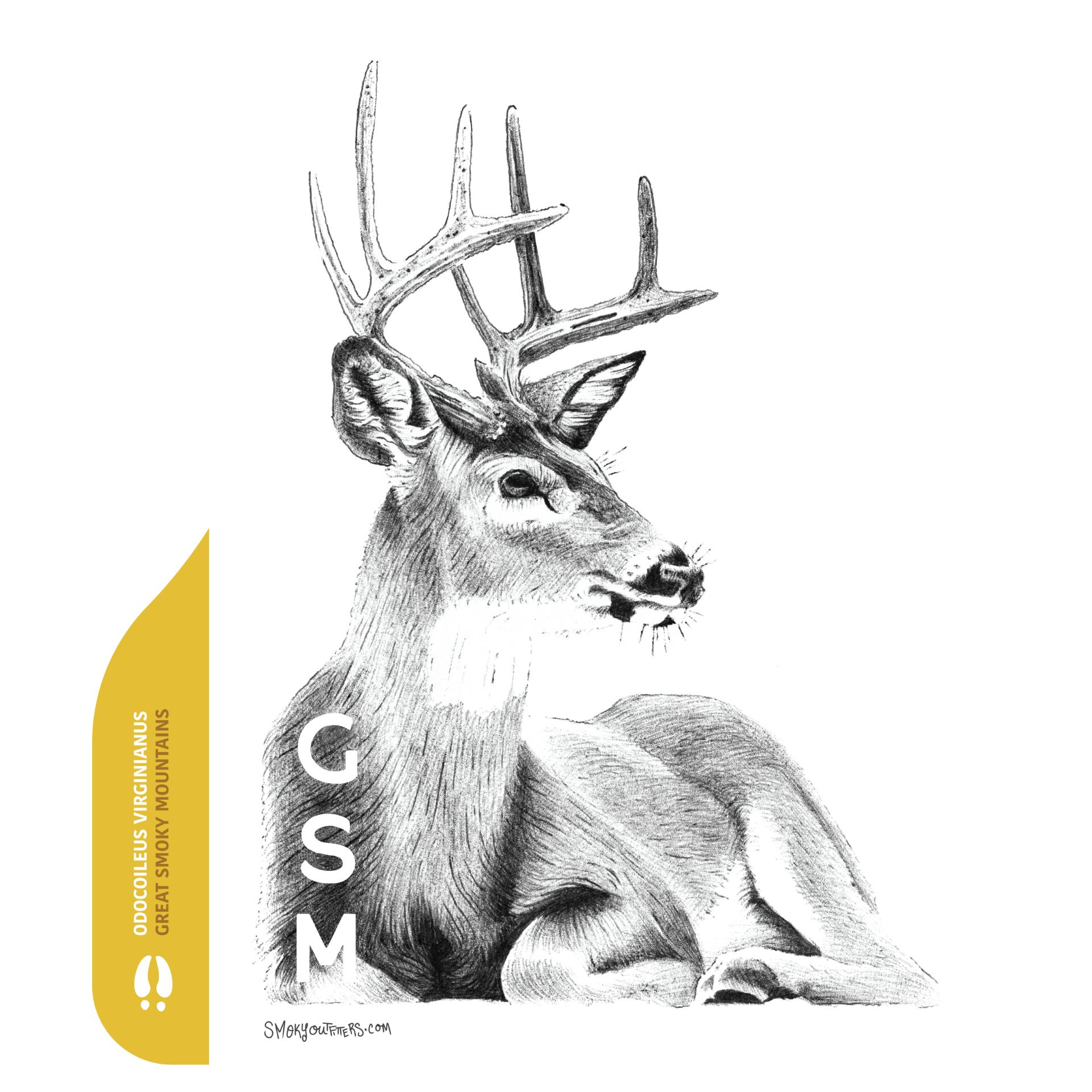 White-tailed deer: Hand drawn by Jesse Brass, pen and ink