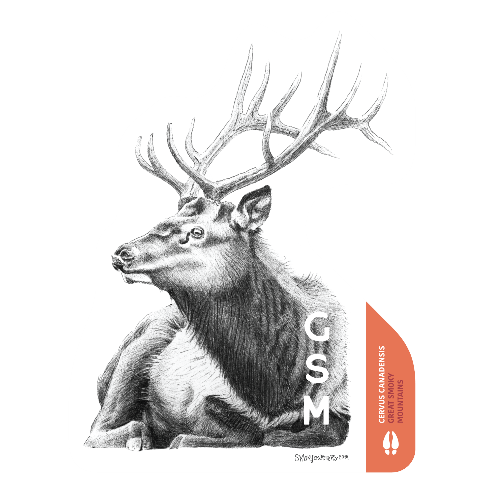 Elk: Hand drawn by Jesse Brass, pen and ink