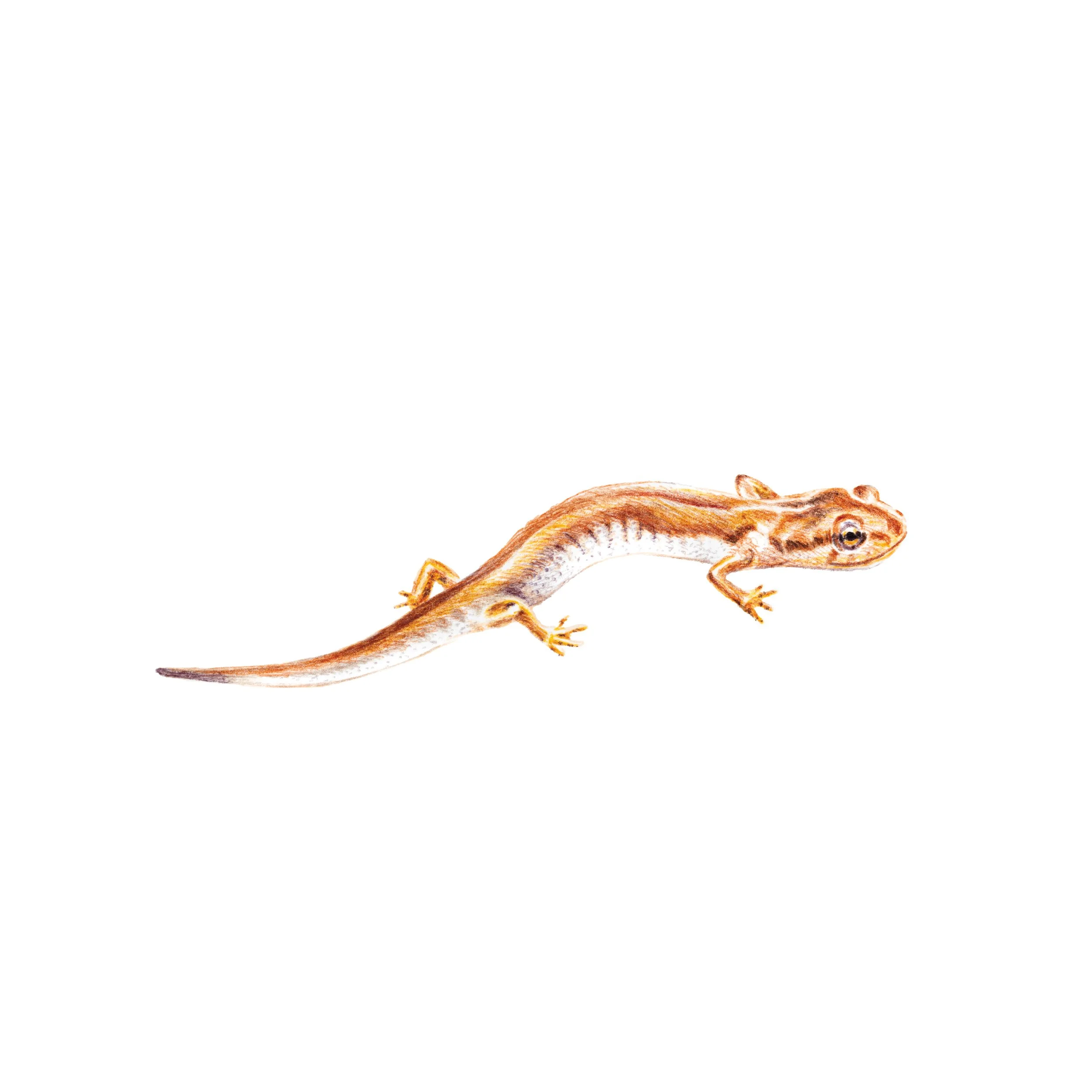 PygmySalamander.jpg