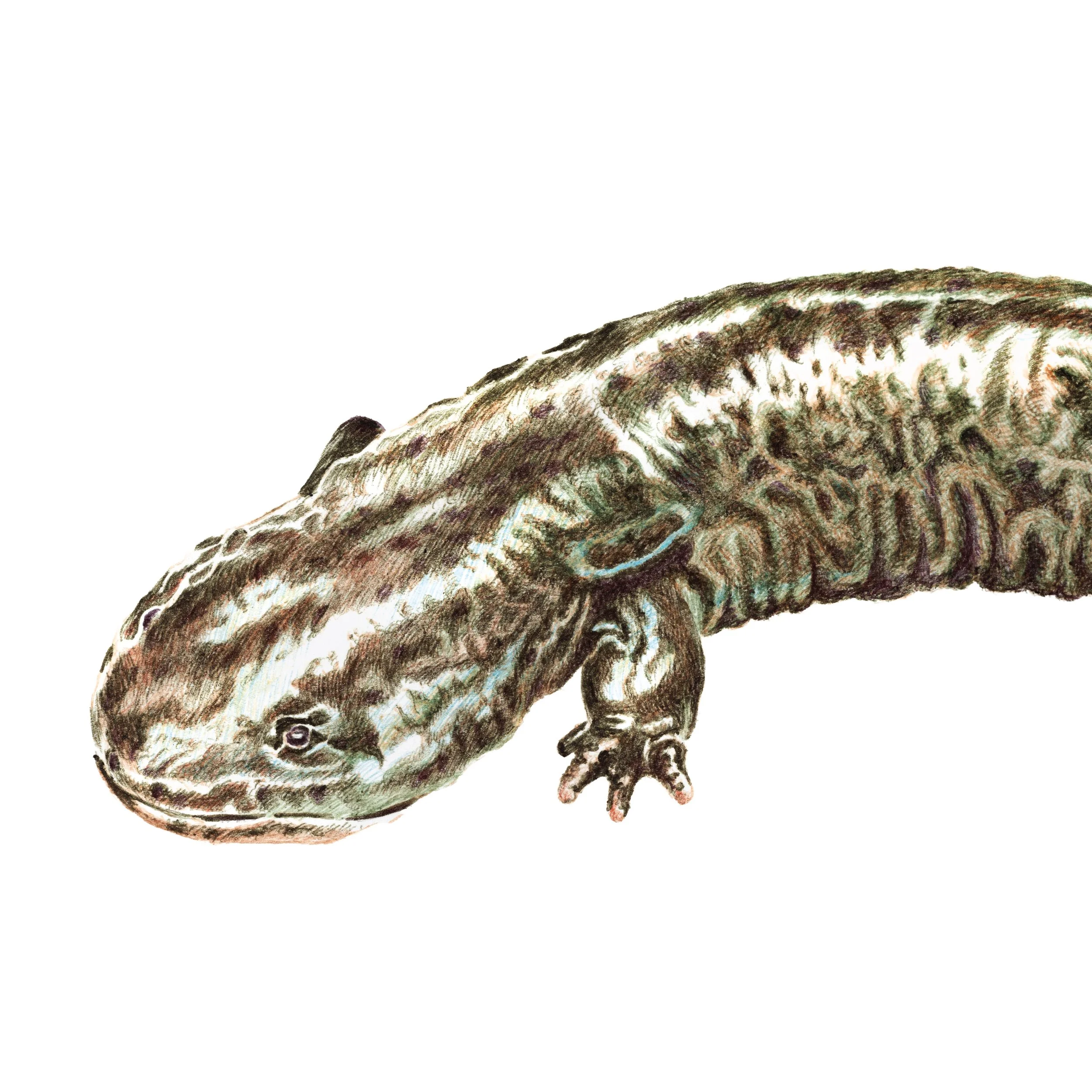 Hellbender1.jpg