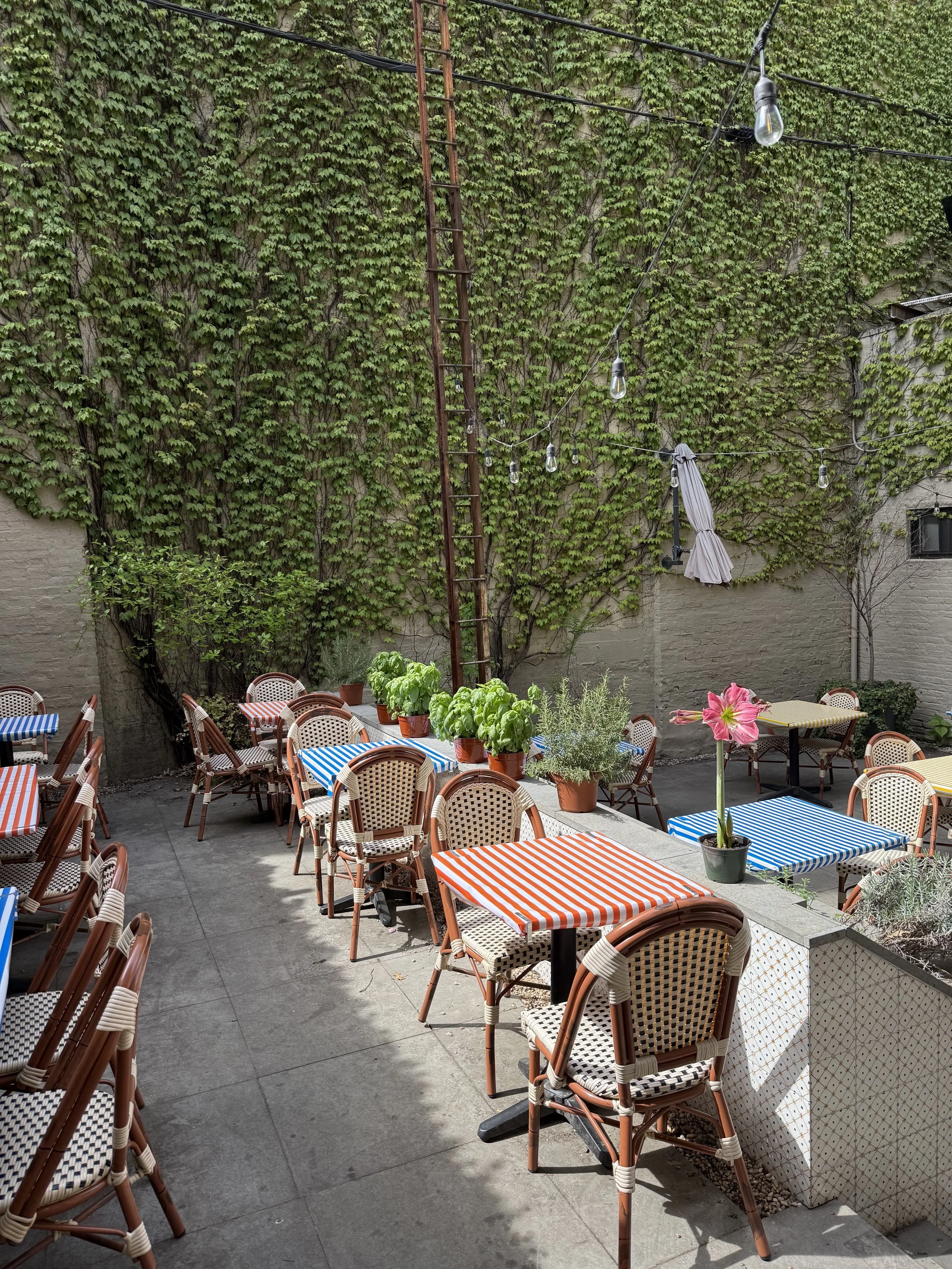 IMG_6495 backyard.jpg