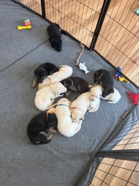 Puppy Yoga! - Space is Limited!