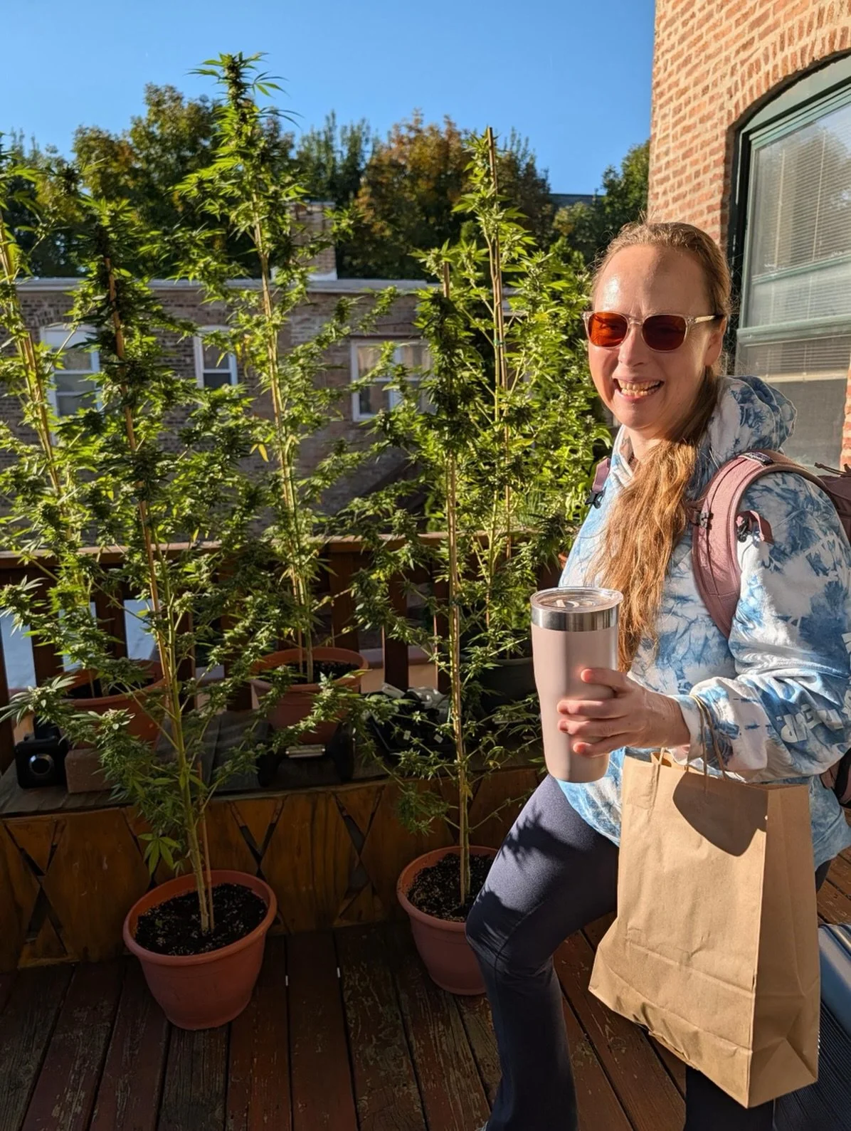 Pretty happy with our 6 outdoor plants. Can&rsquo;t wait to see how they smoke. Happy harvest everyone 🎃 Just a reminder that all Illinois medical patients can grow up to 6 plants and getting your card is easy.