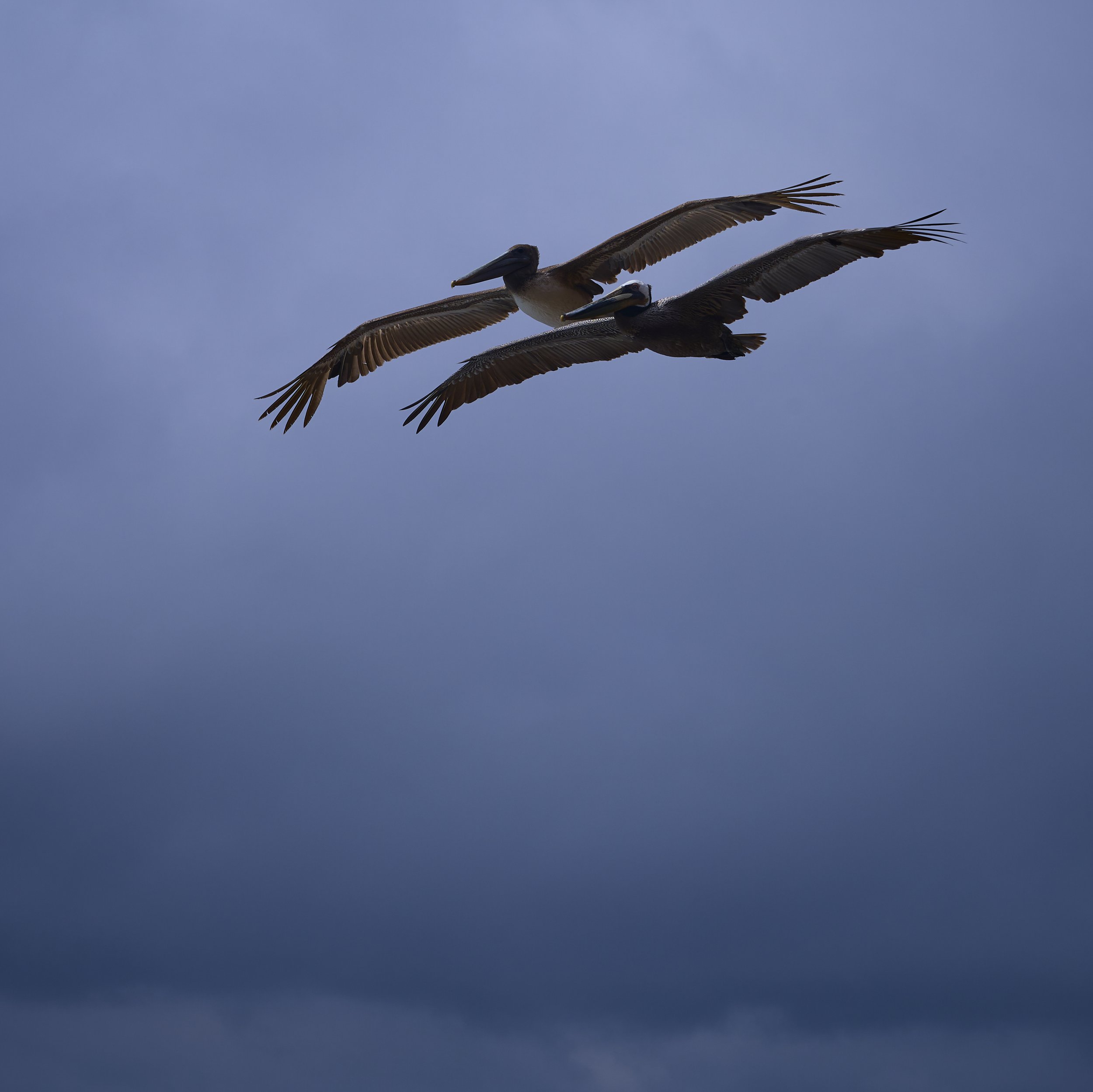 pelicans-in-flight.jpg