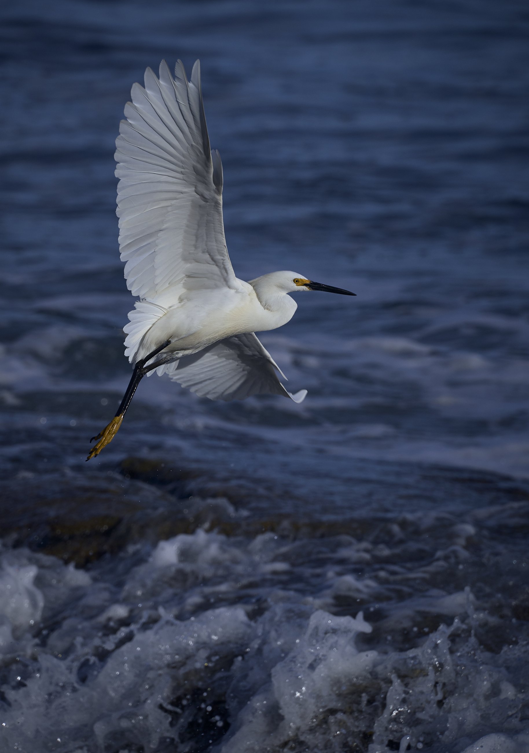 egret-taking-flight.jpg