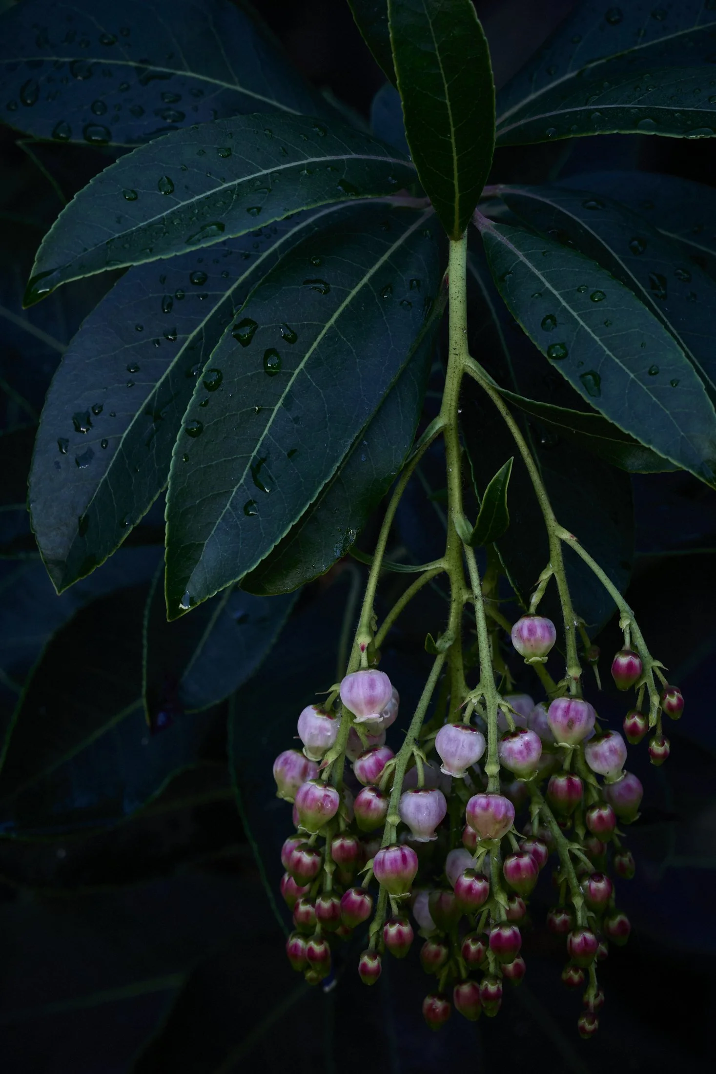 beautiful-cascading-flower 1.jpg