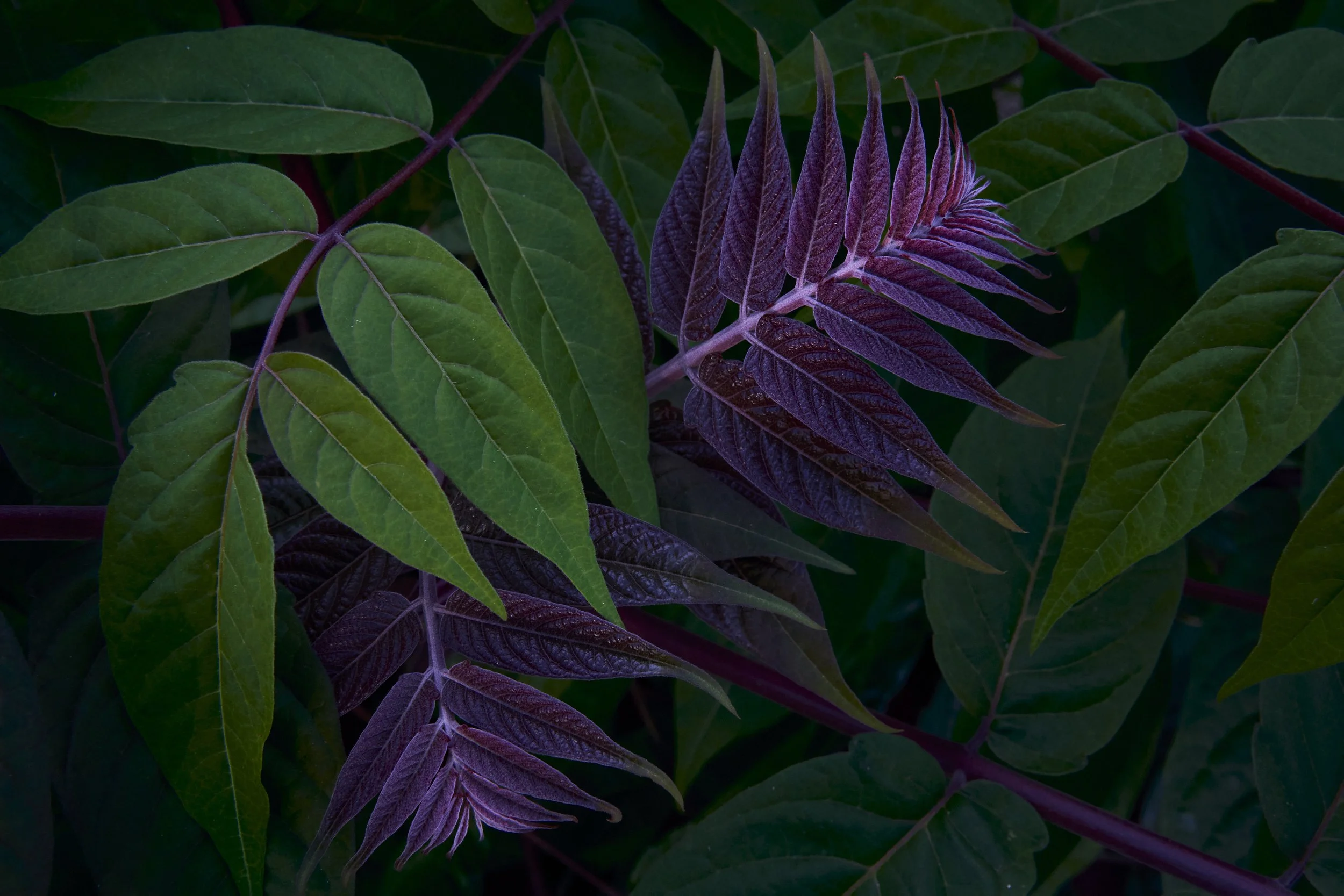 new-leaves.jpg