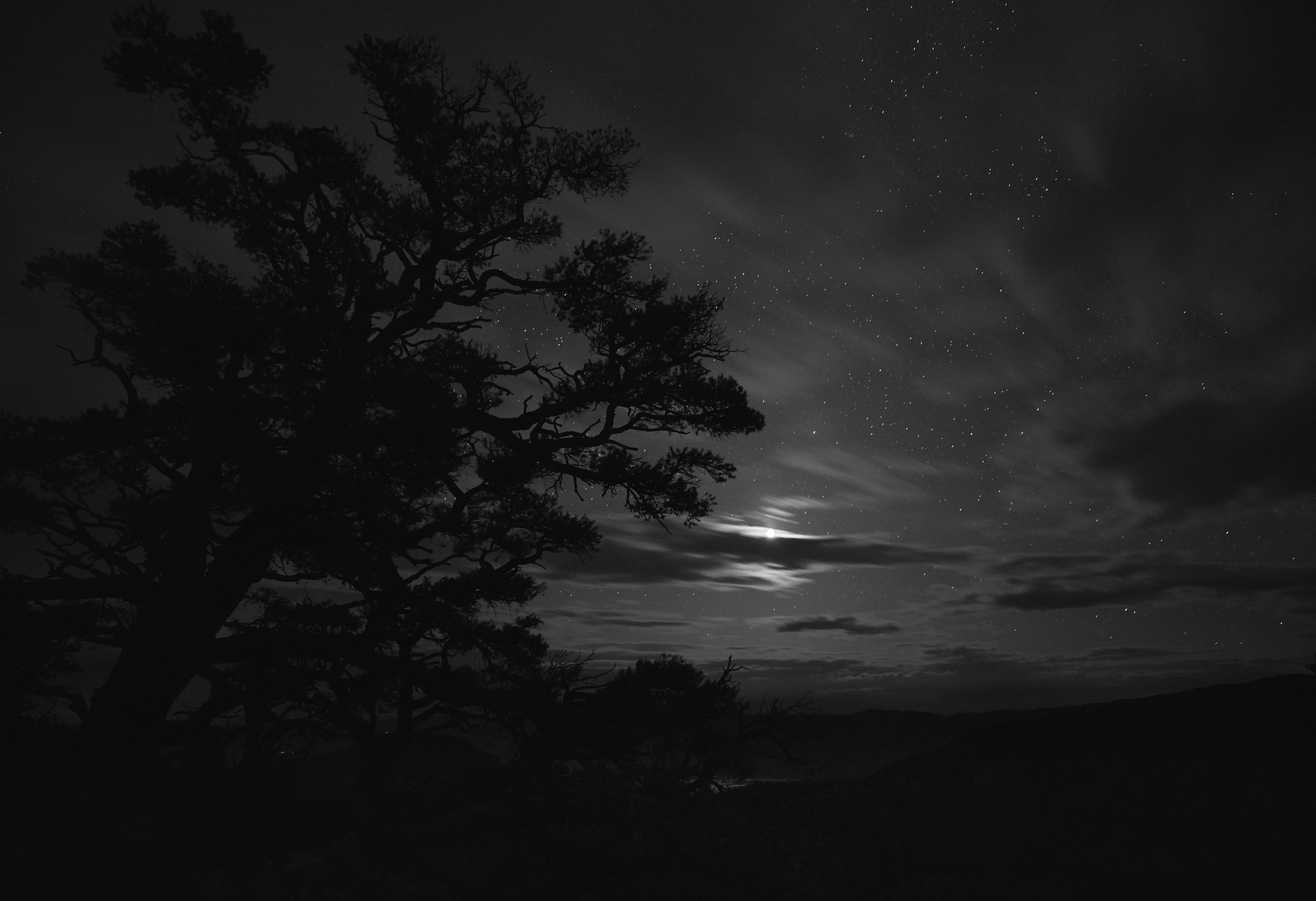 tree-with-stars-and-clounds 1.jpg