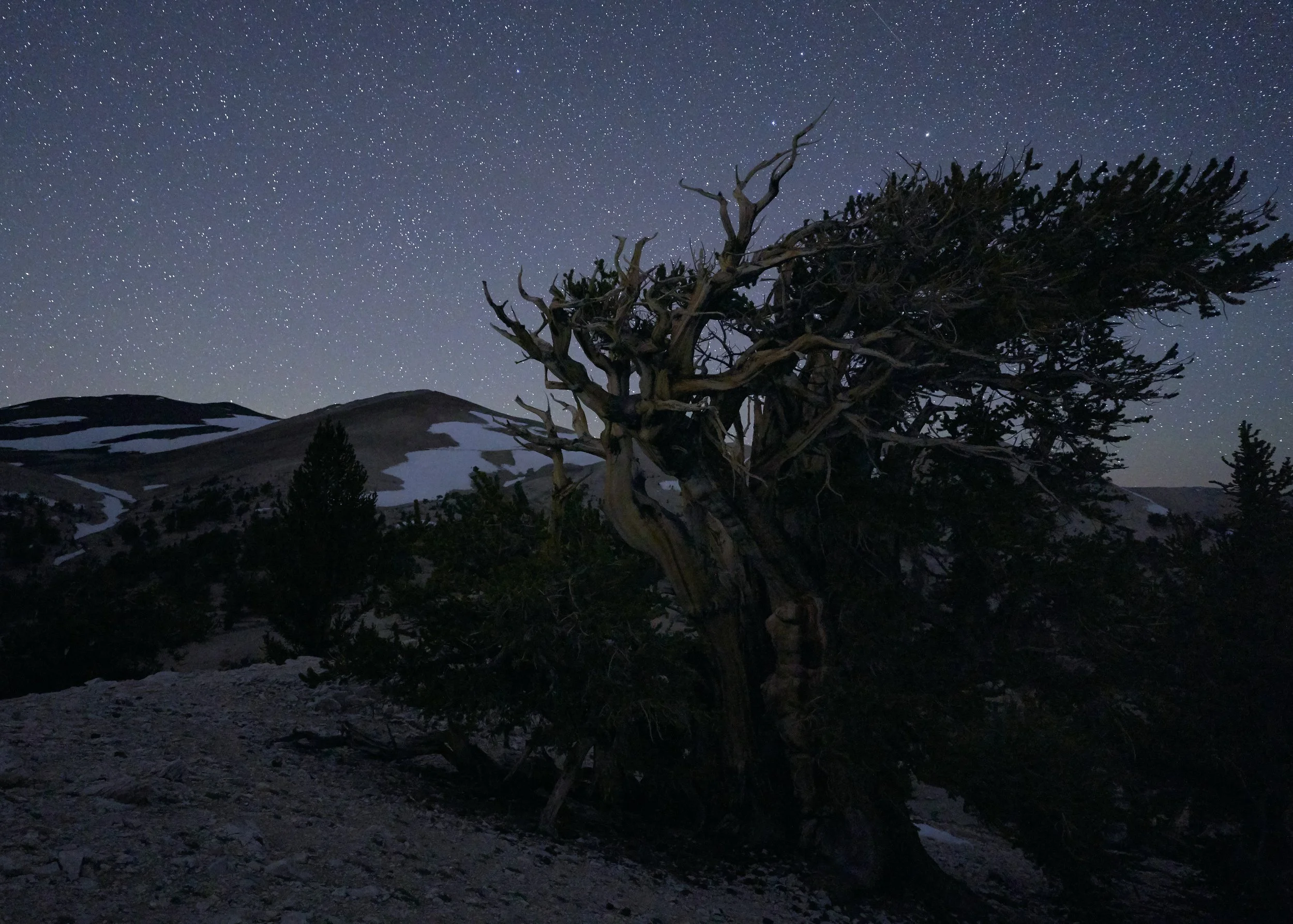 bristlecone-pine-tree-at-night.jpg