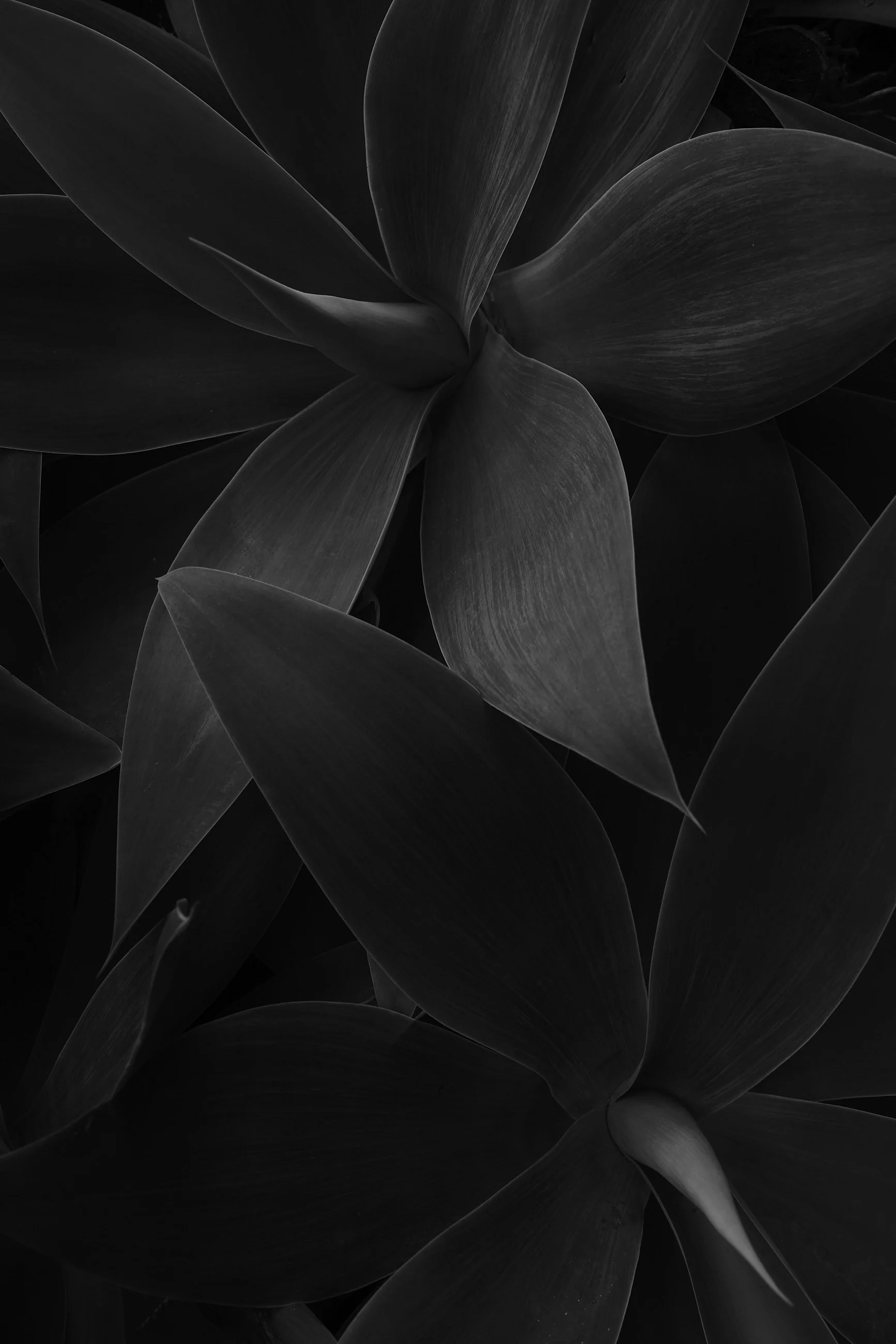 agave-attenuata 1 1.jpg