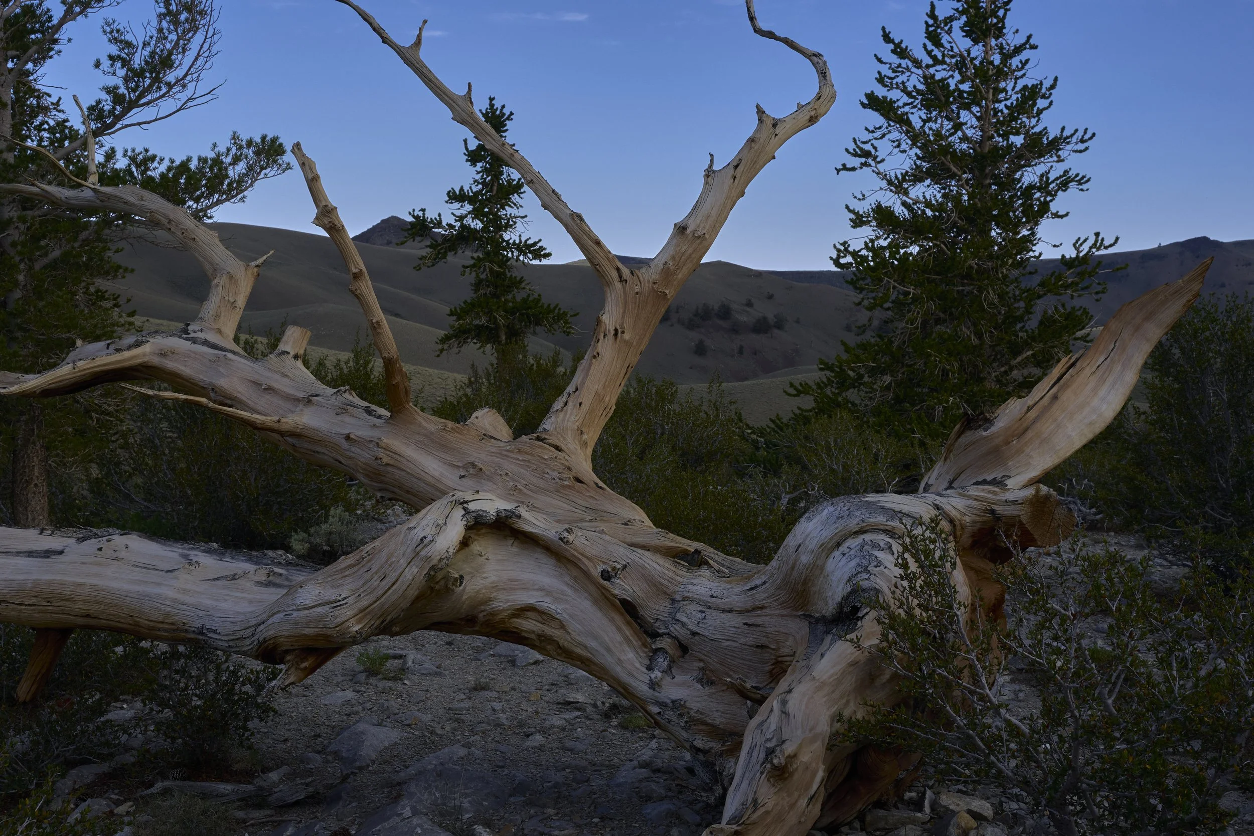_DSC9914 1.jpg