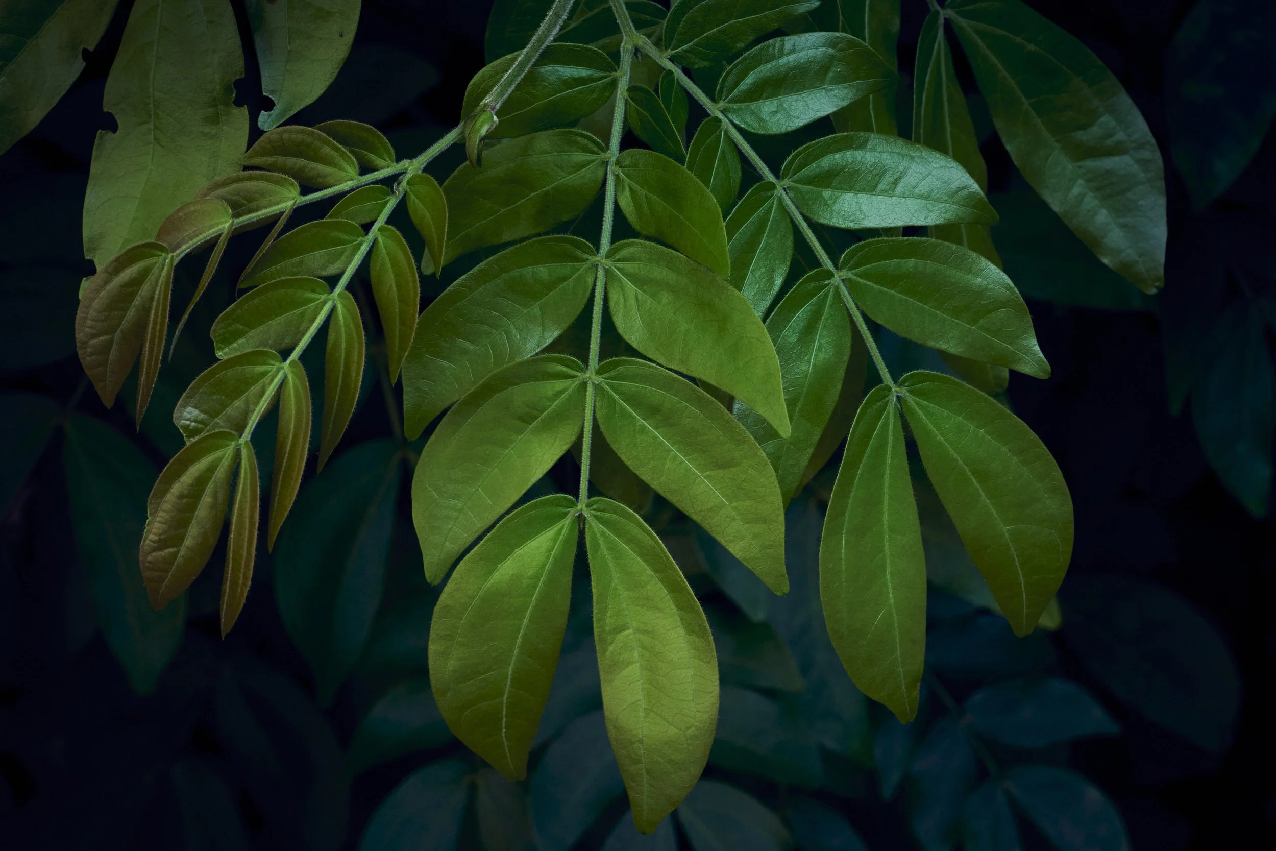 colorfull-leaves.jpg