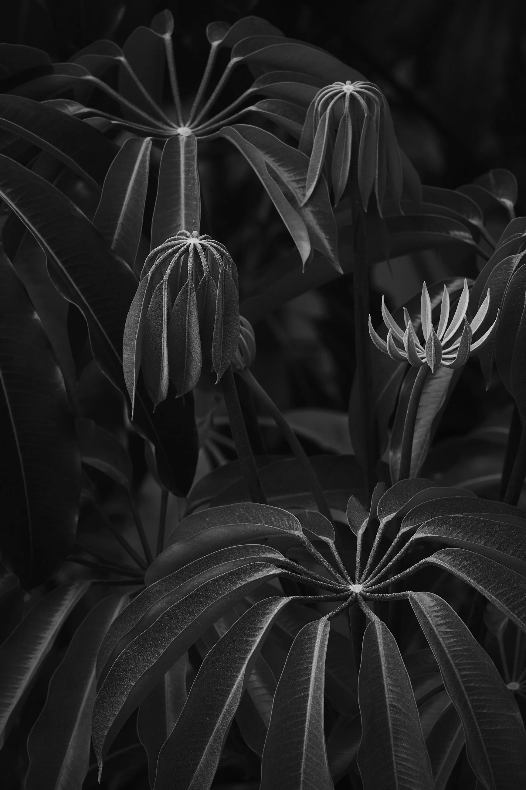 unusual-tree-leaves.jpg