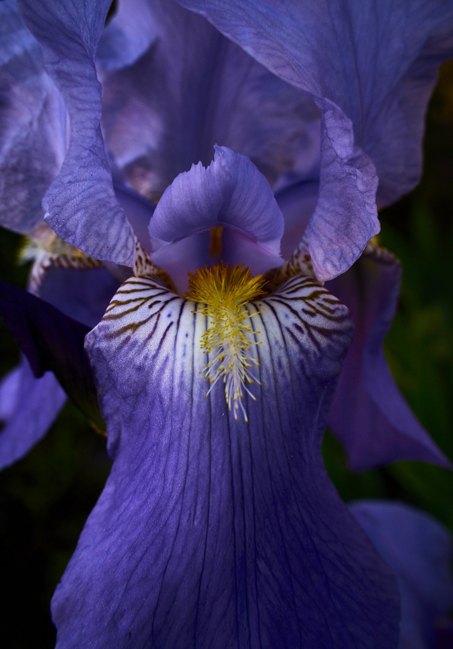 iris-flower.jpg