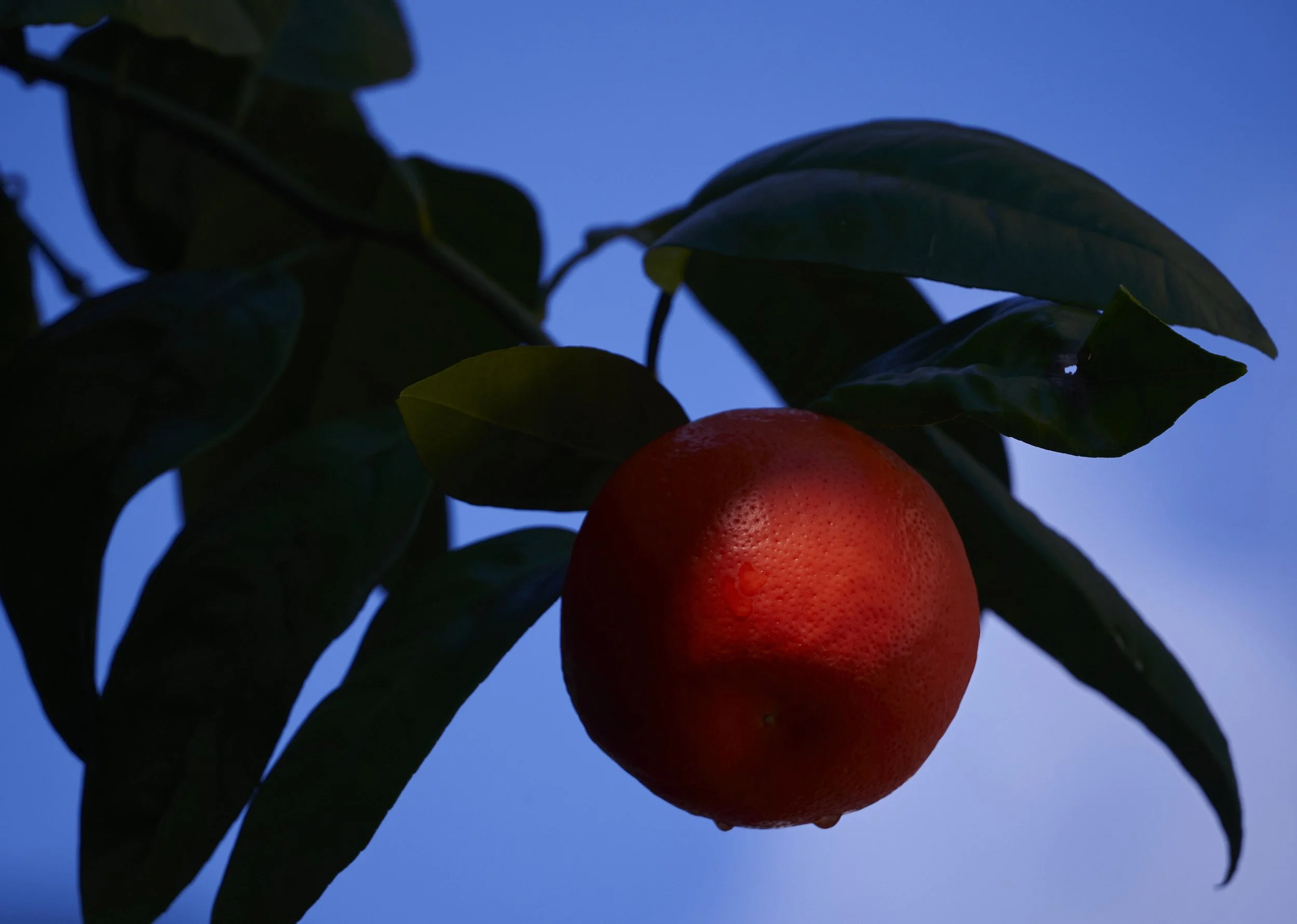 orange-on-the-vine 1.jpg