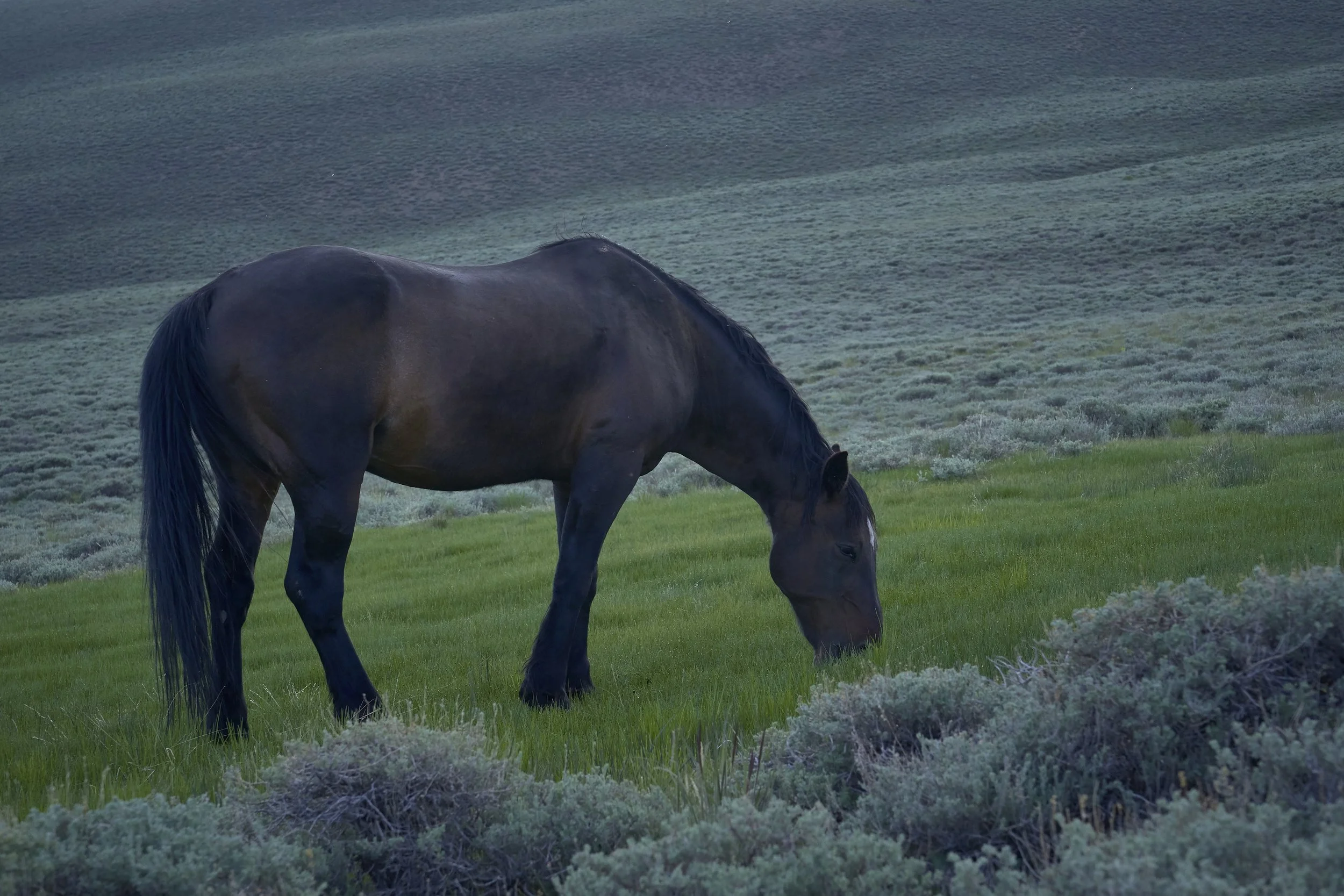 brown-wild-stalion.jpg