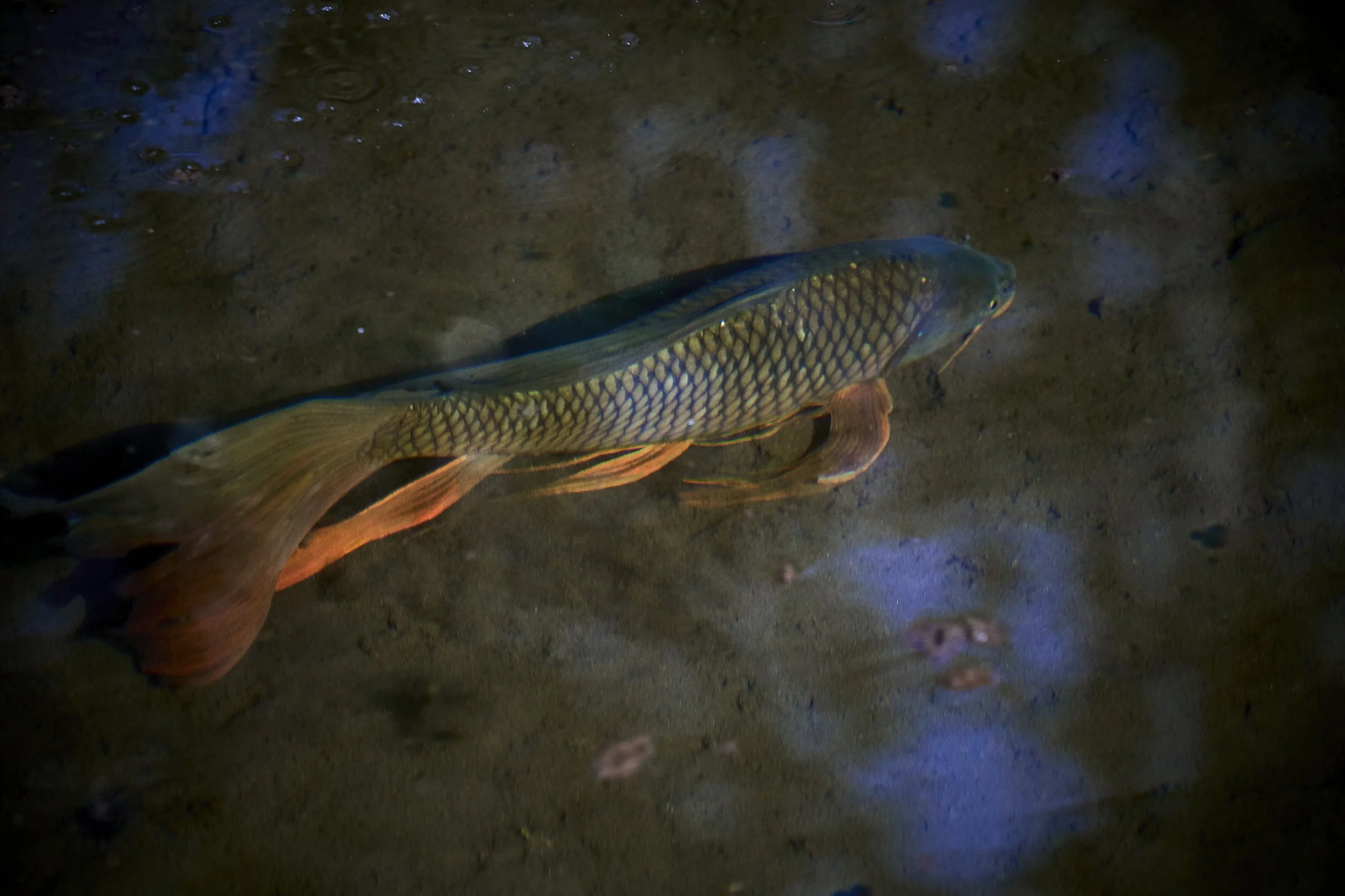 golden-carp.jpg