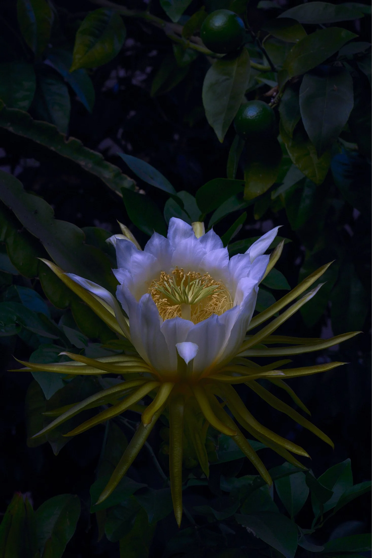 vibrant-vine-cactus-flower 1.jpg