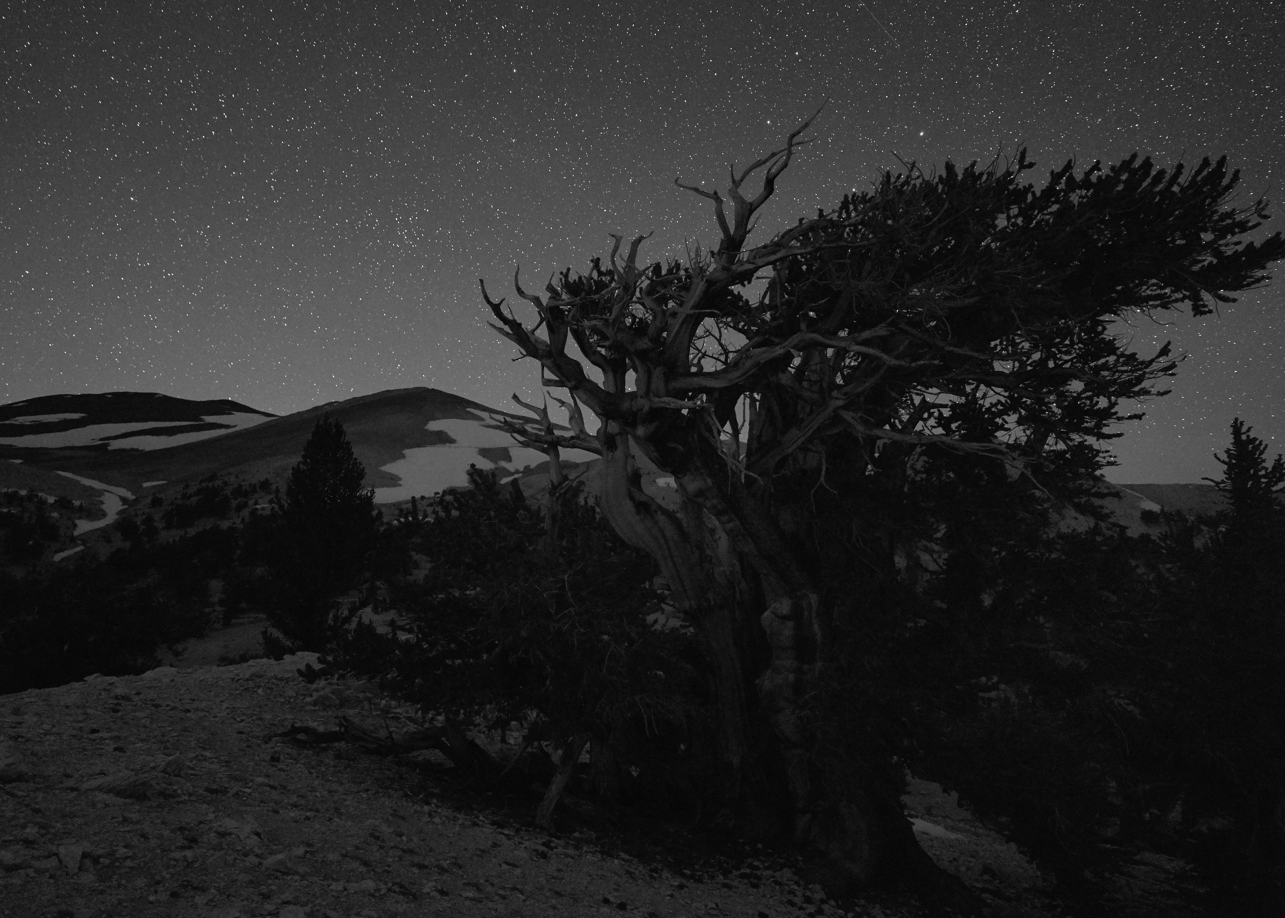 bristlecone-pine-tree-at-night.jpg