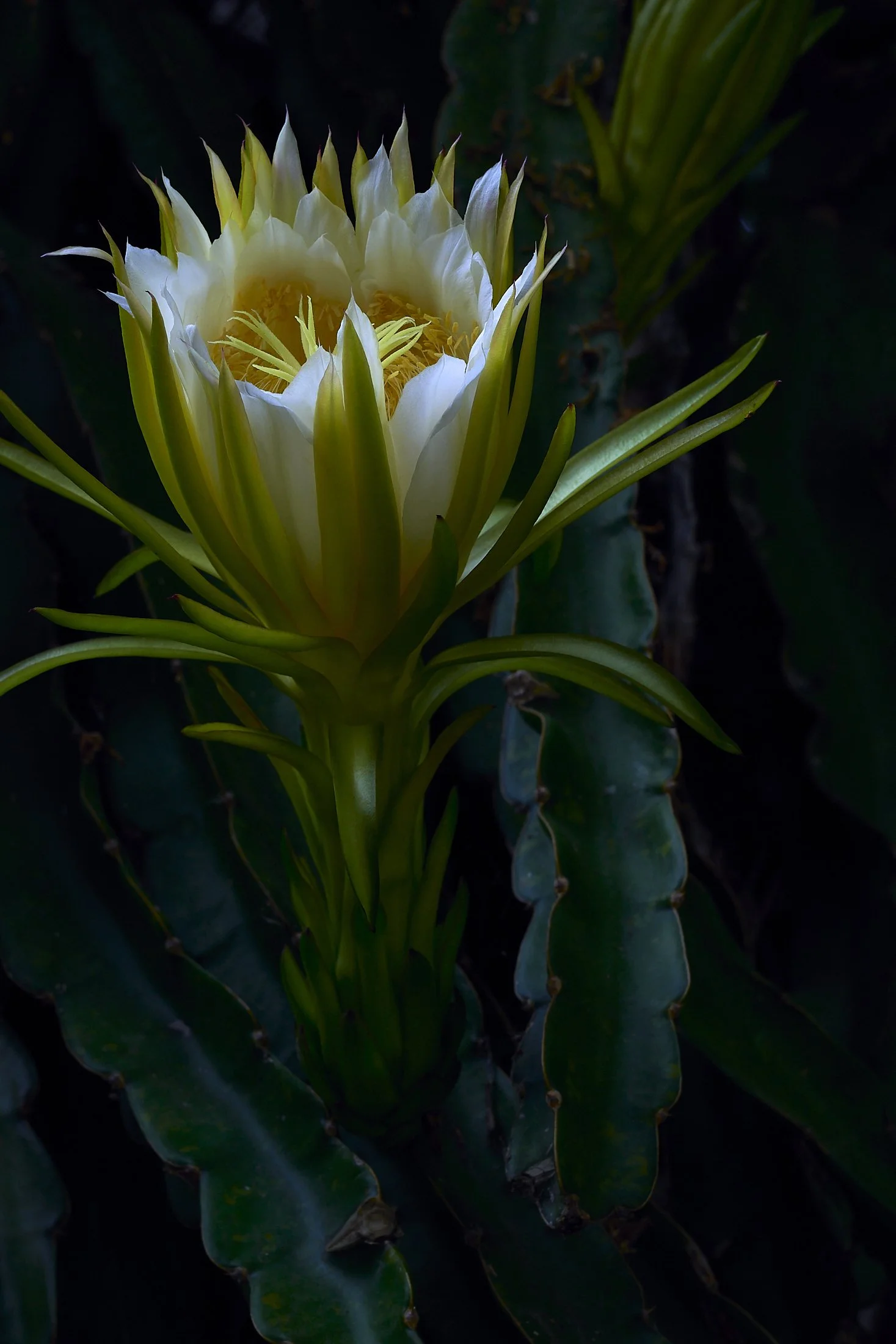 Vine-catus-flower 1.jpg