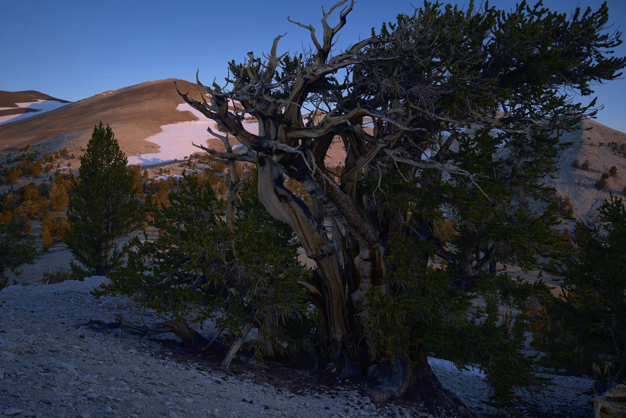 bristlecone-tree-at-sunrise.jpg