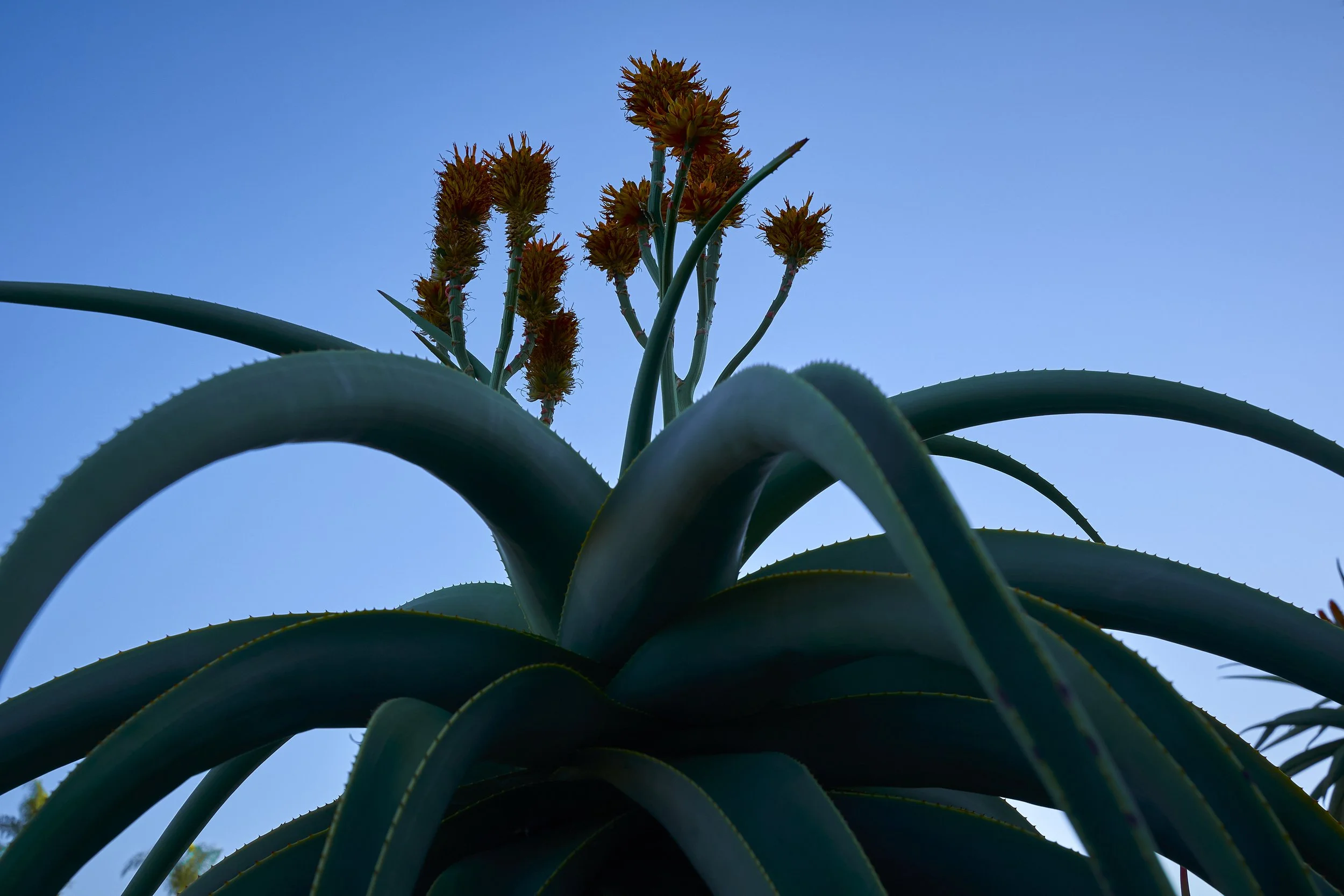 aloe-thraskii.jpg