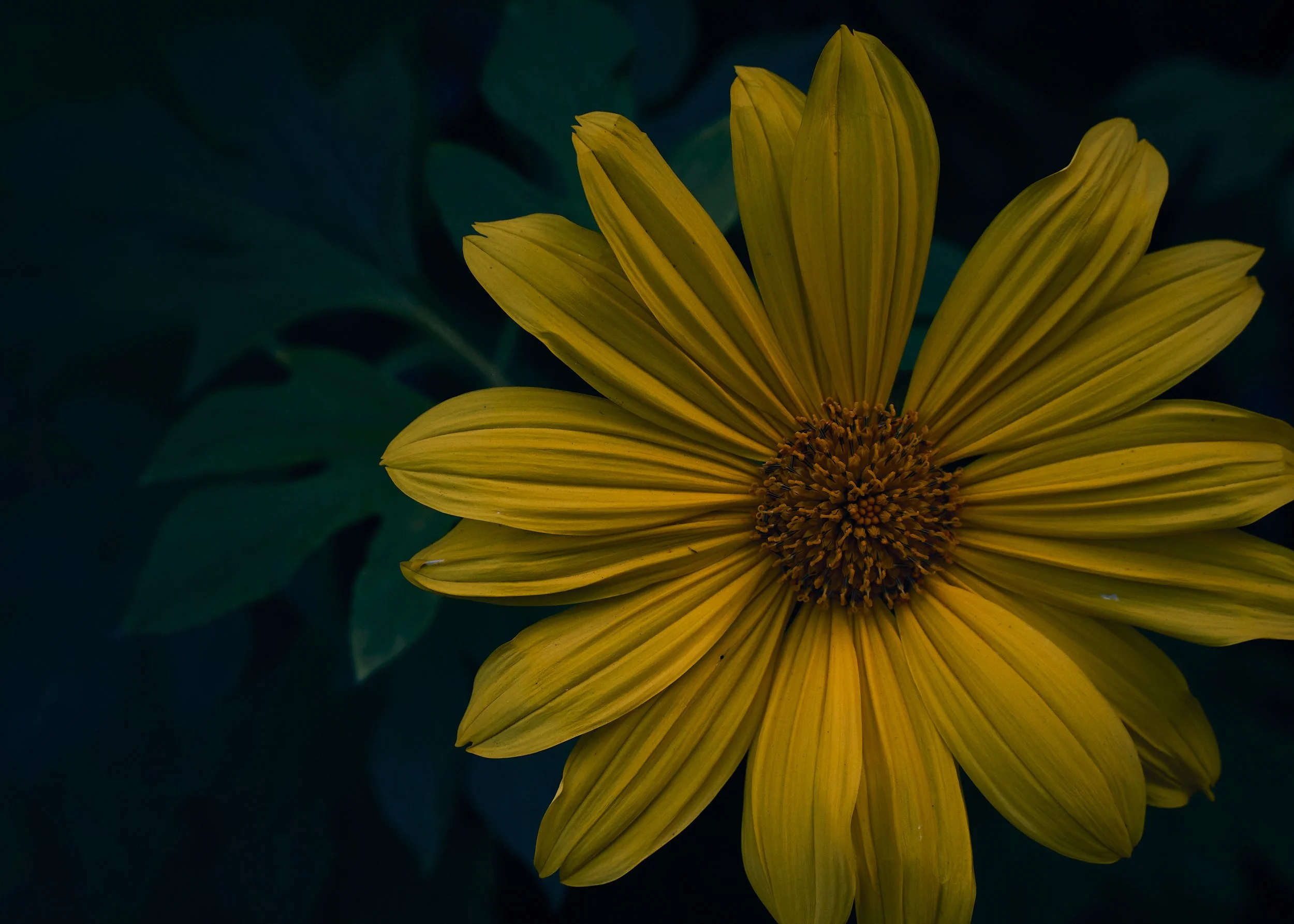 tithonia-diversifolia 2.jpg