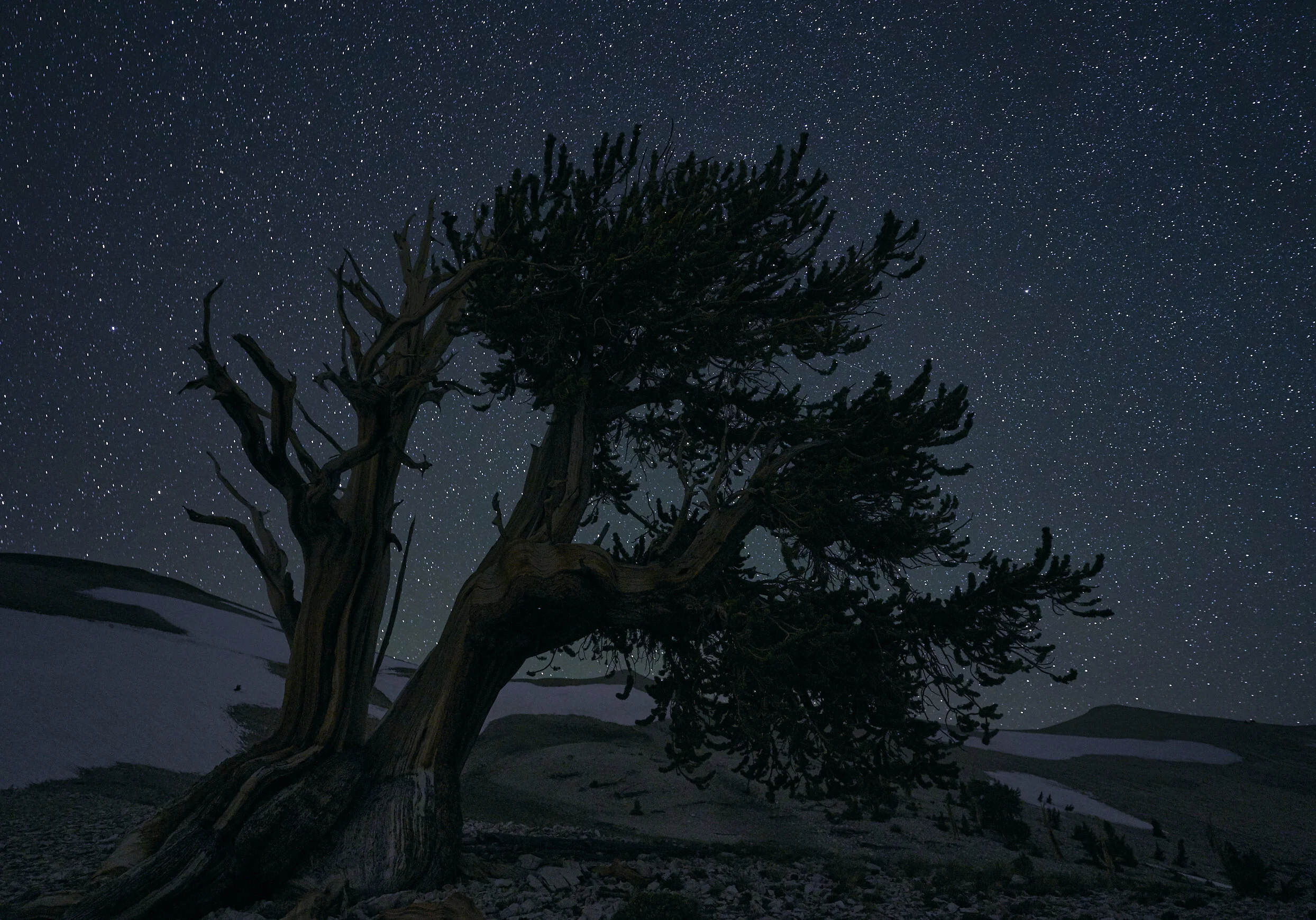 bristlecone-pine-tree-under-the-stars 2.jpg