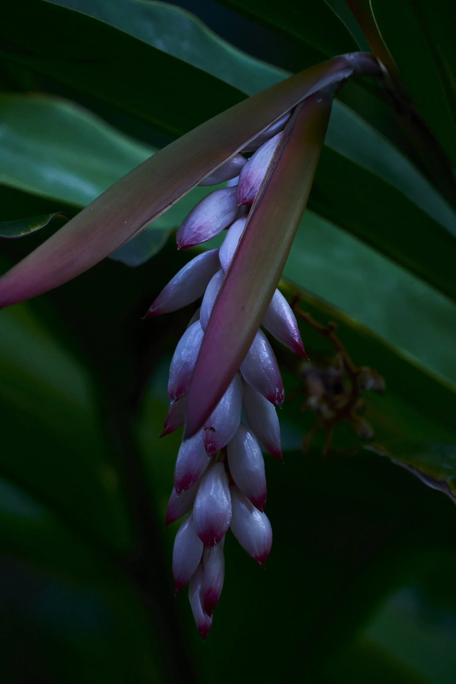 elegant-tropical-flower.jpg