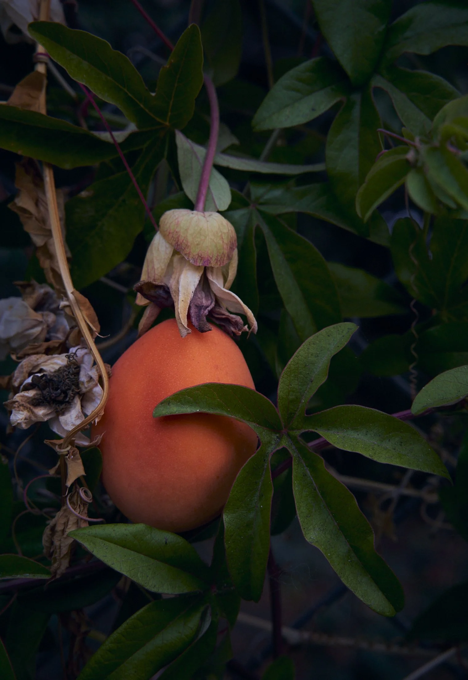 bright-orange-passion-fruite 1.jpg