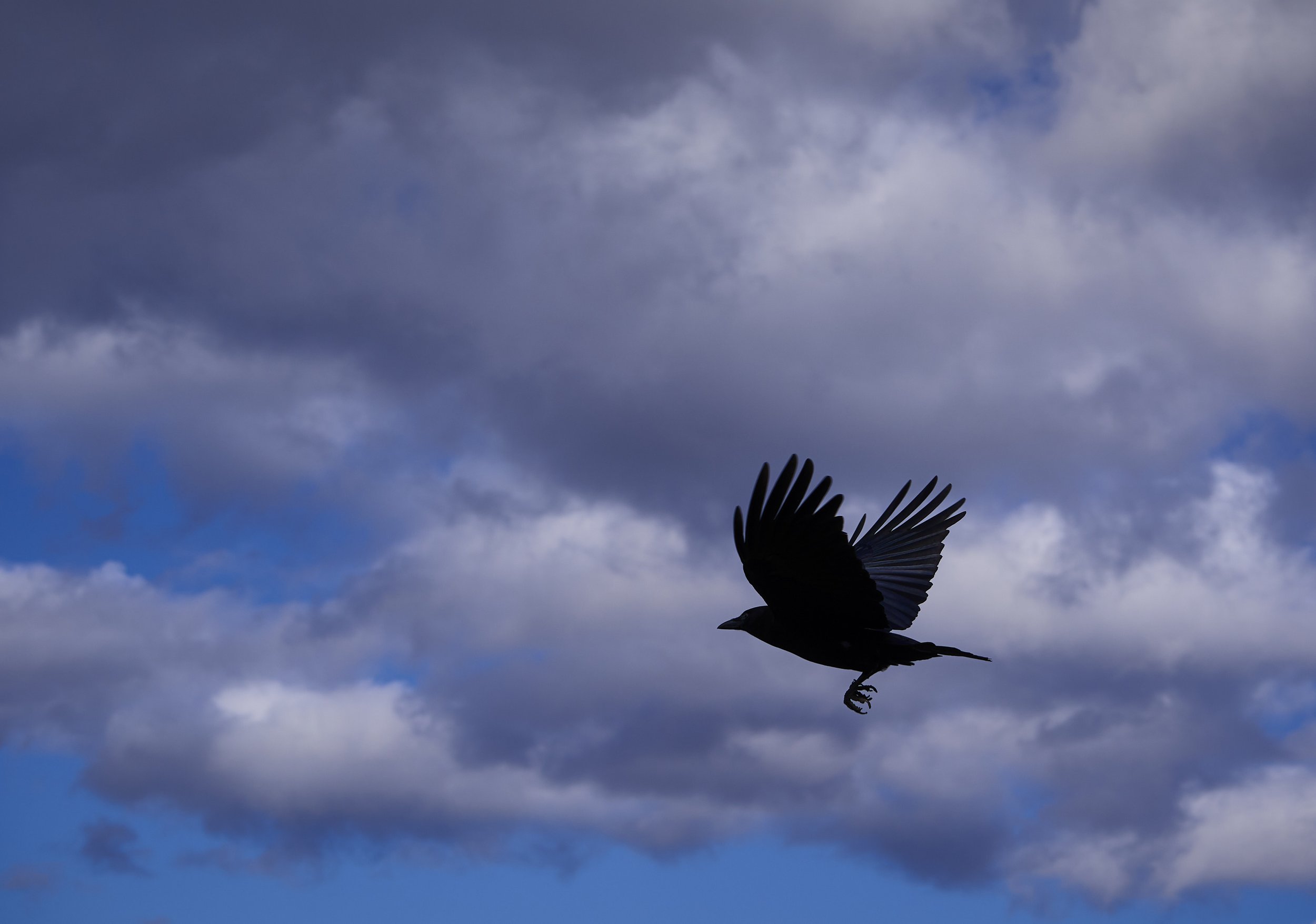 black-crow-in-flight.jpg