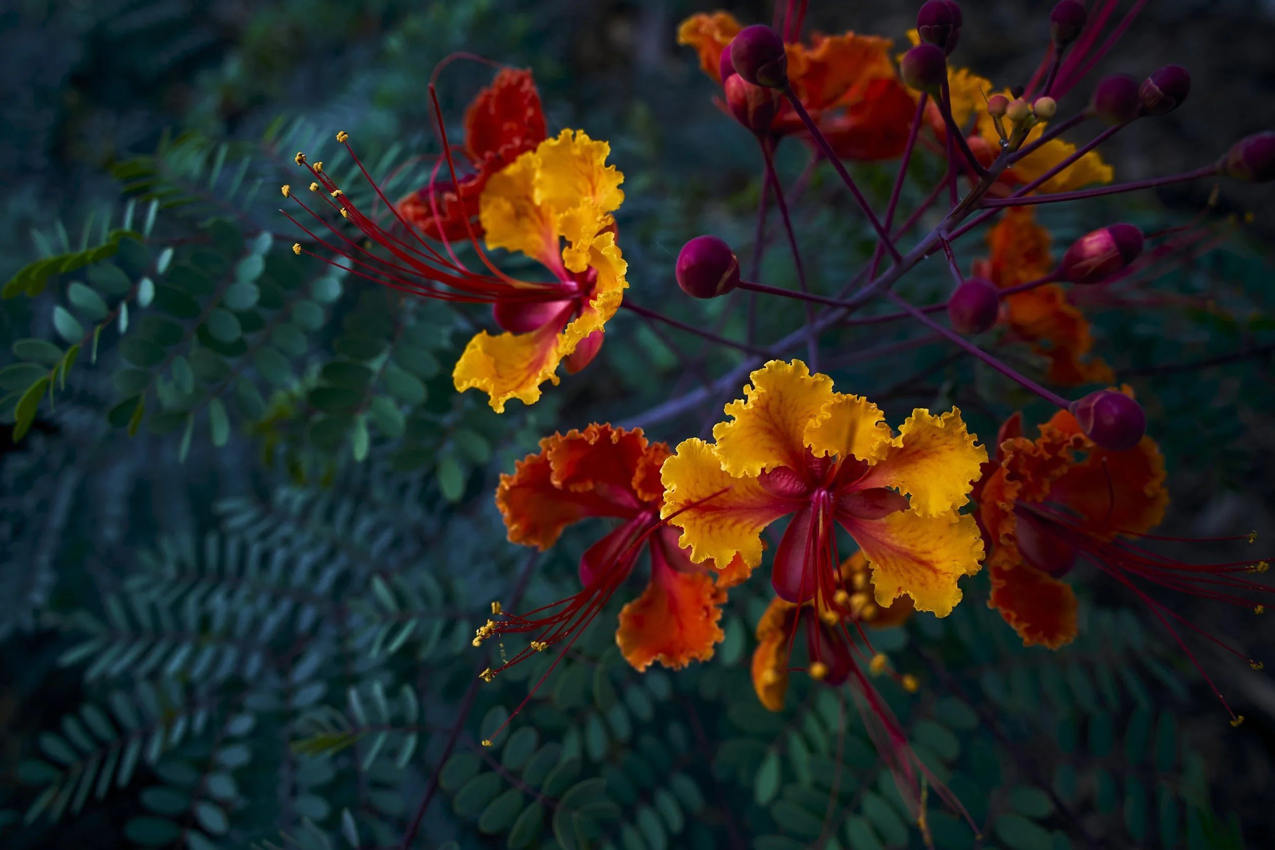 fire-colored-flower.jpg