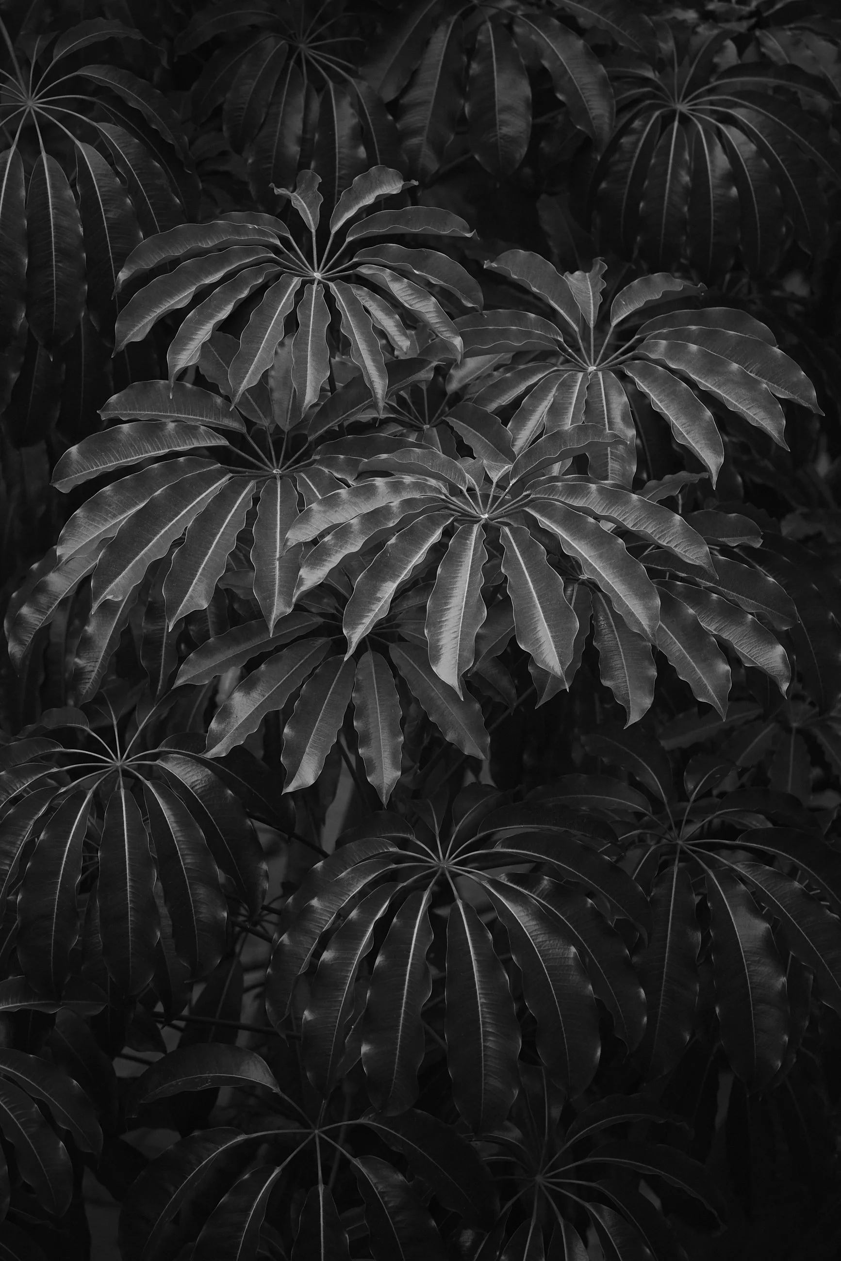 umbrella-tree-leaves.jpg