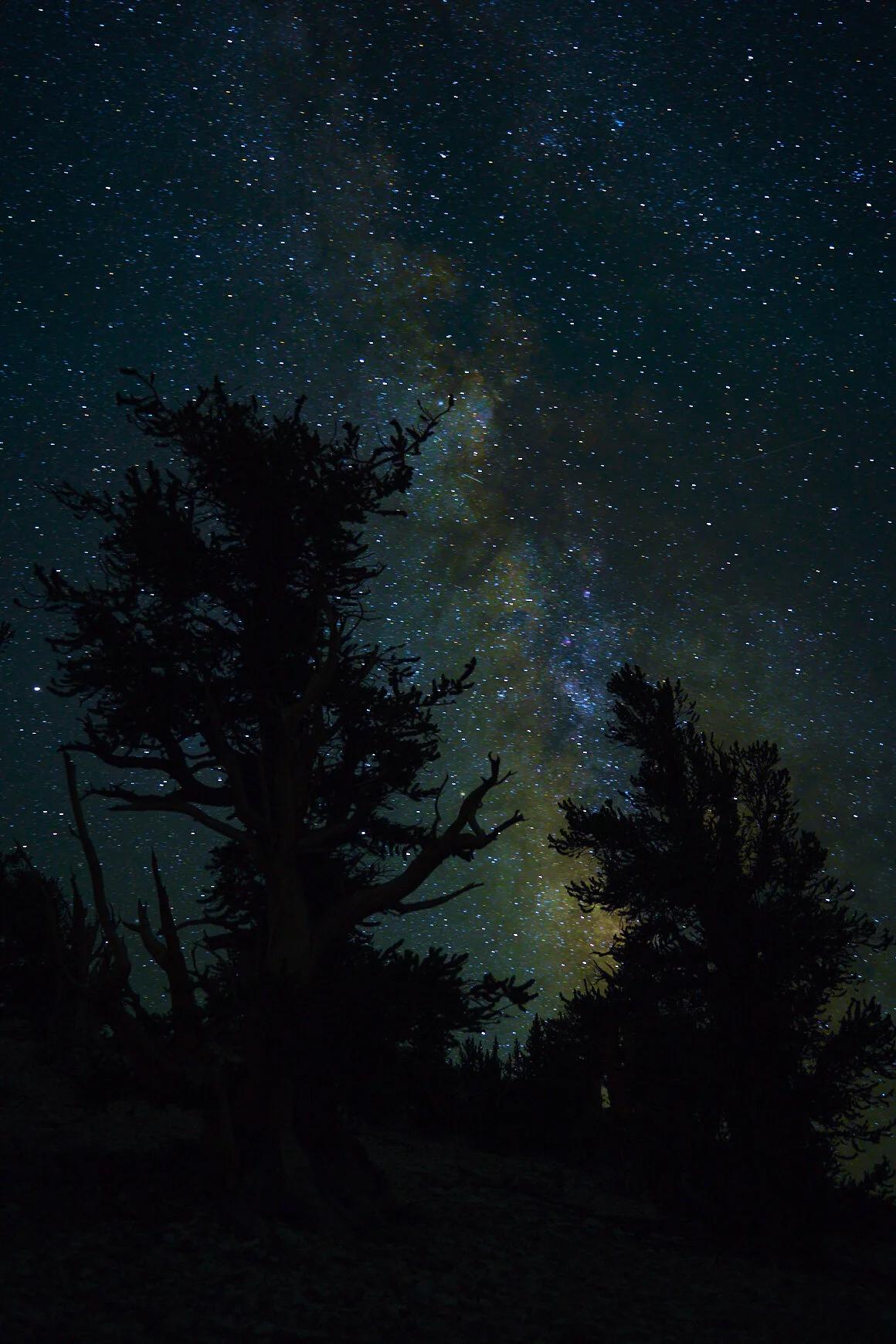 bristlecone-pine-trees-under-the-milky-way 2.jpg