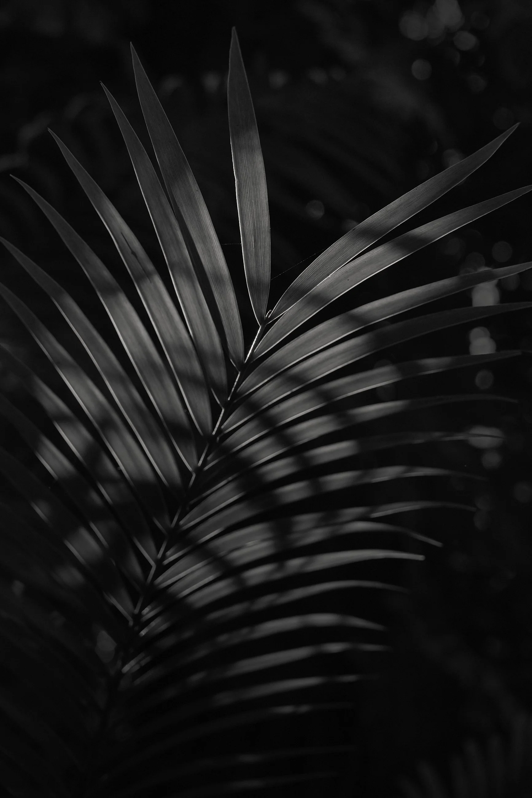 light-shining-through-cycad-leef.jpg