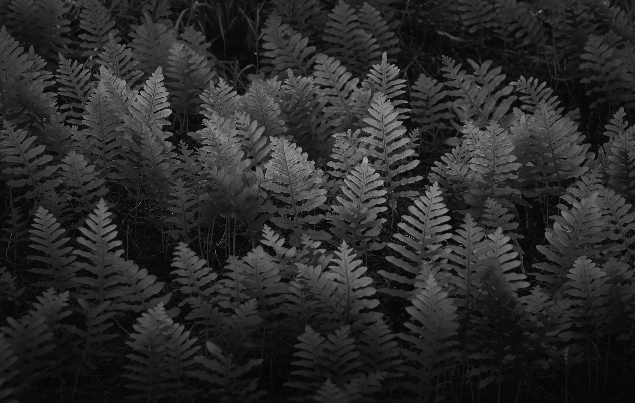 DSC08951.jpg