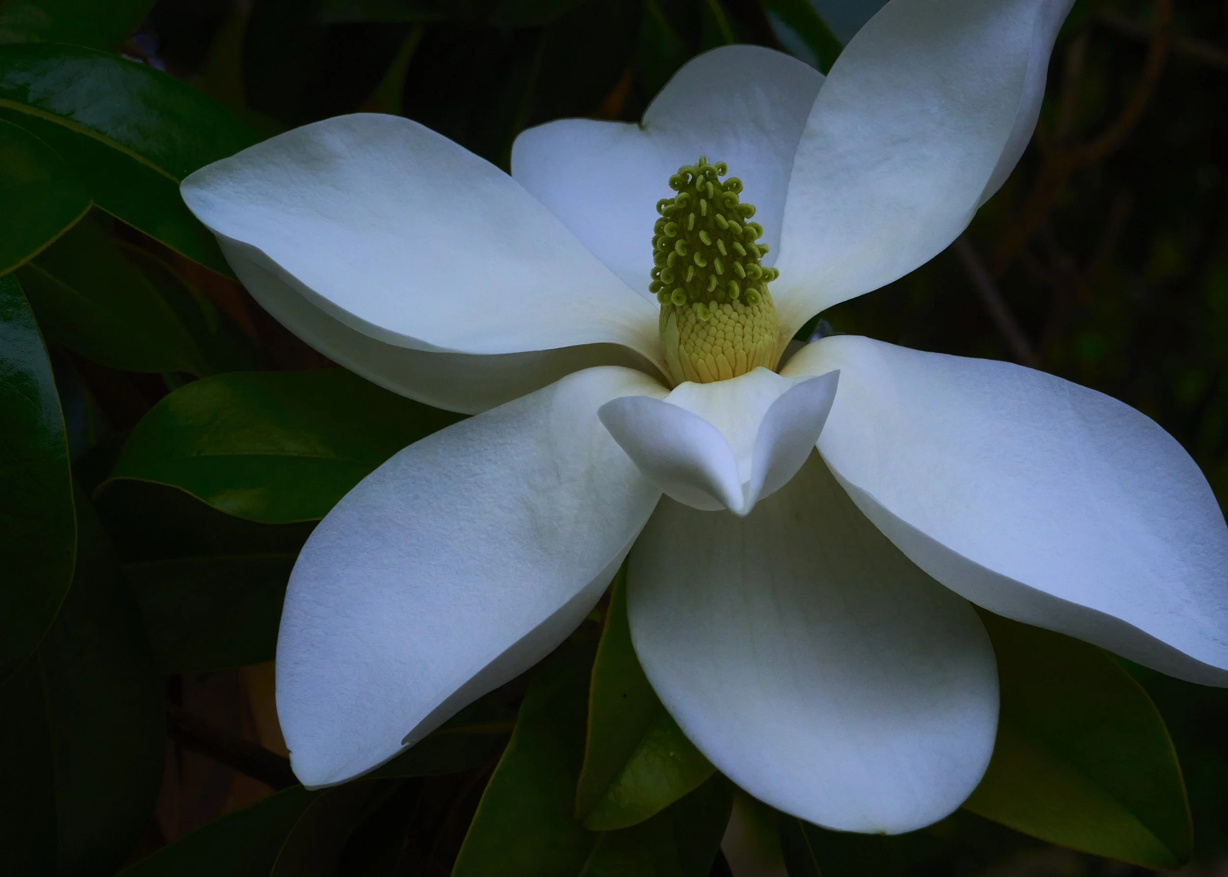 splendid-magnolia-bloom.jpg