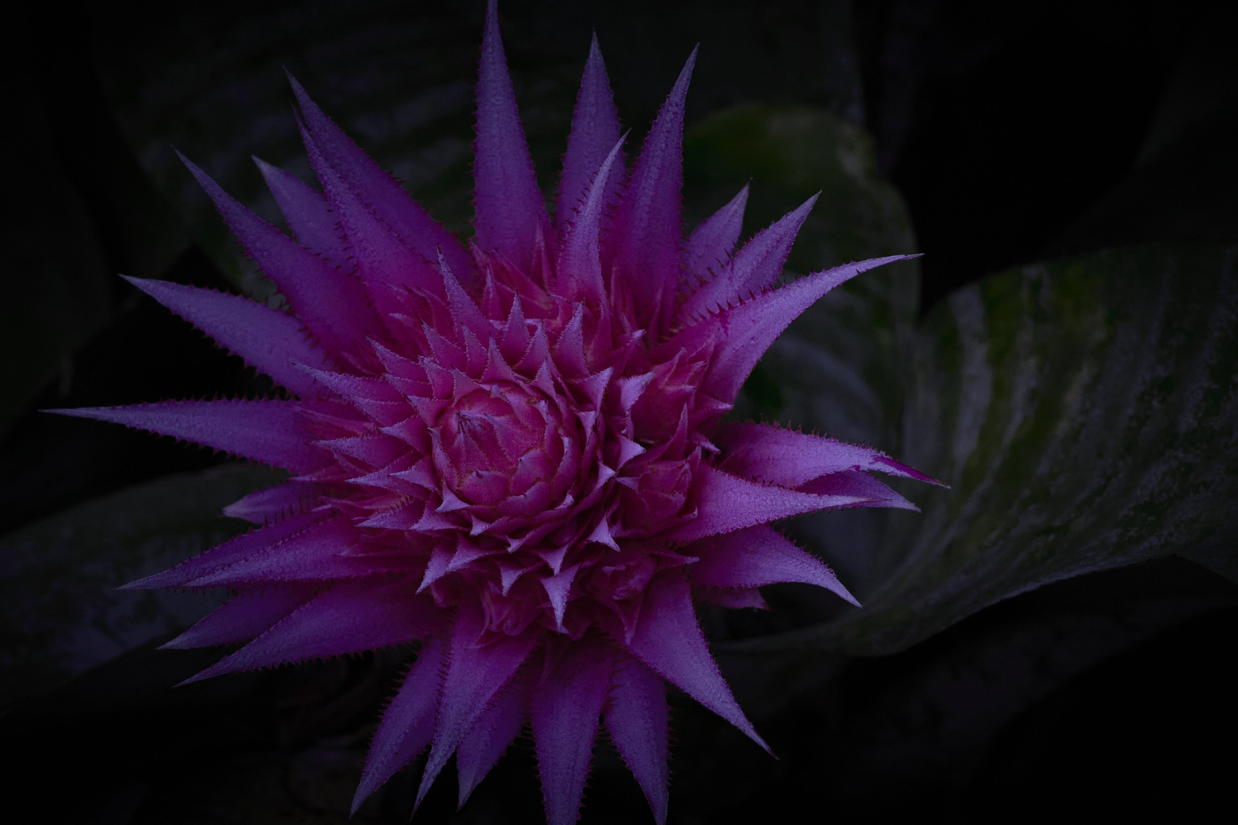 -pink-bromeliad-flower.jpg