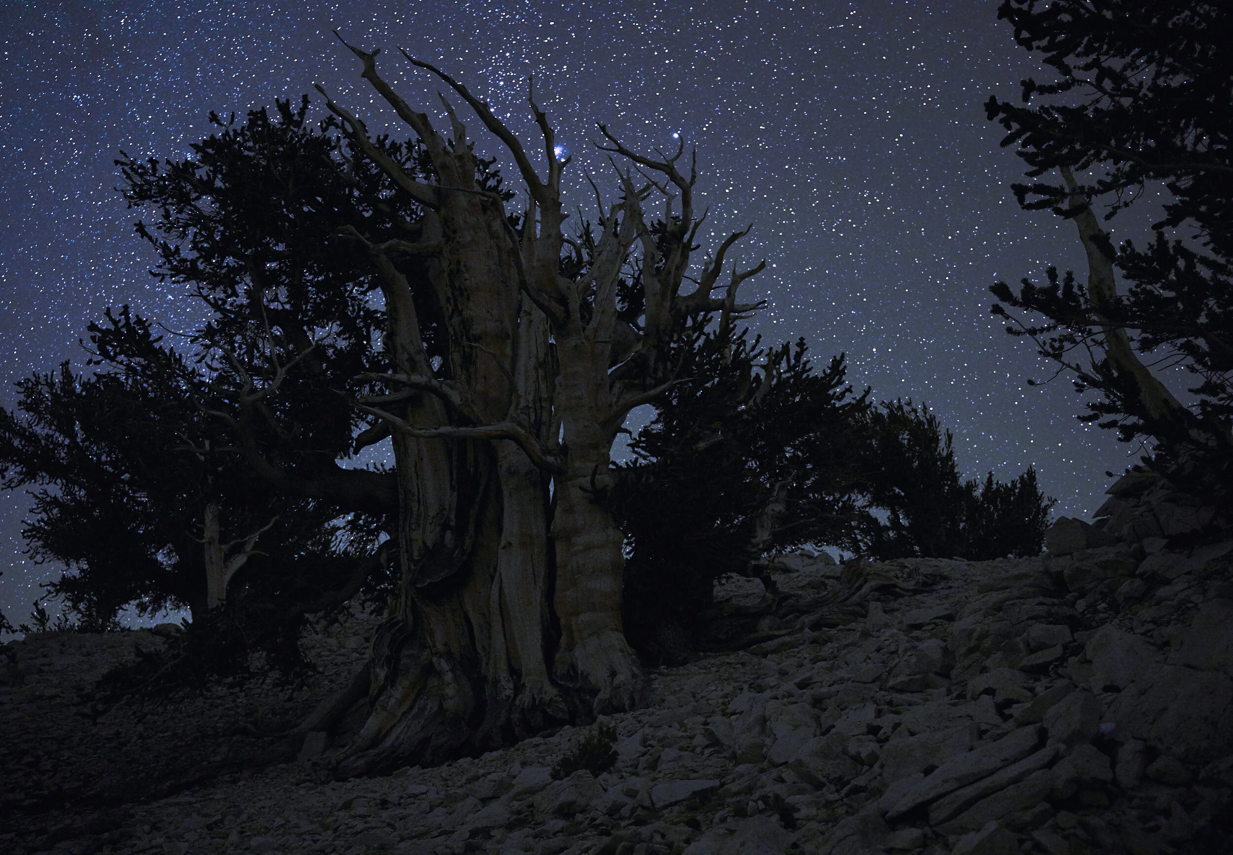 ancient-tree-under-starry-sky.jpg