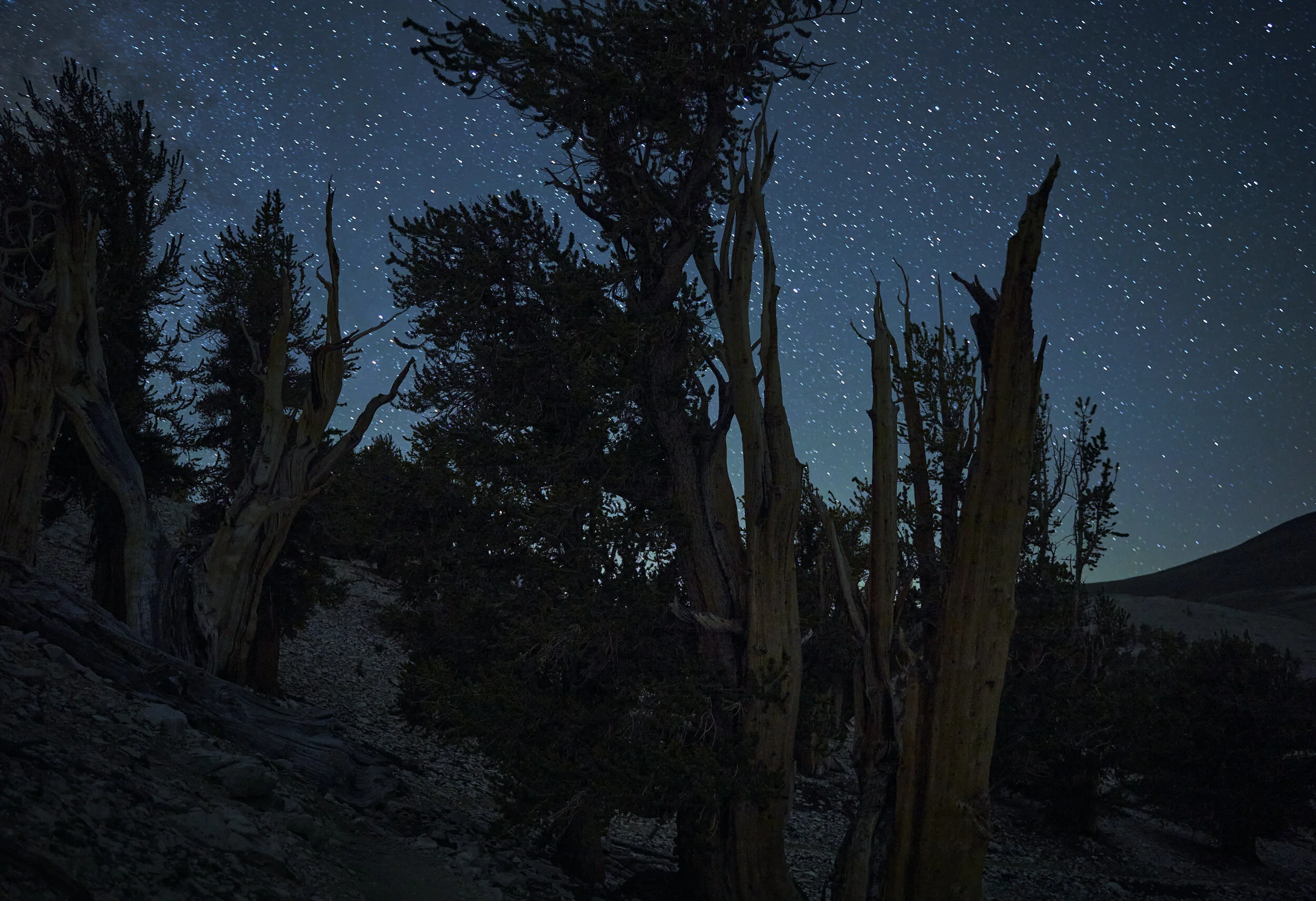 ancient-bristlecone-pine-forest-under-the-stars.jpg