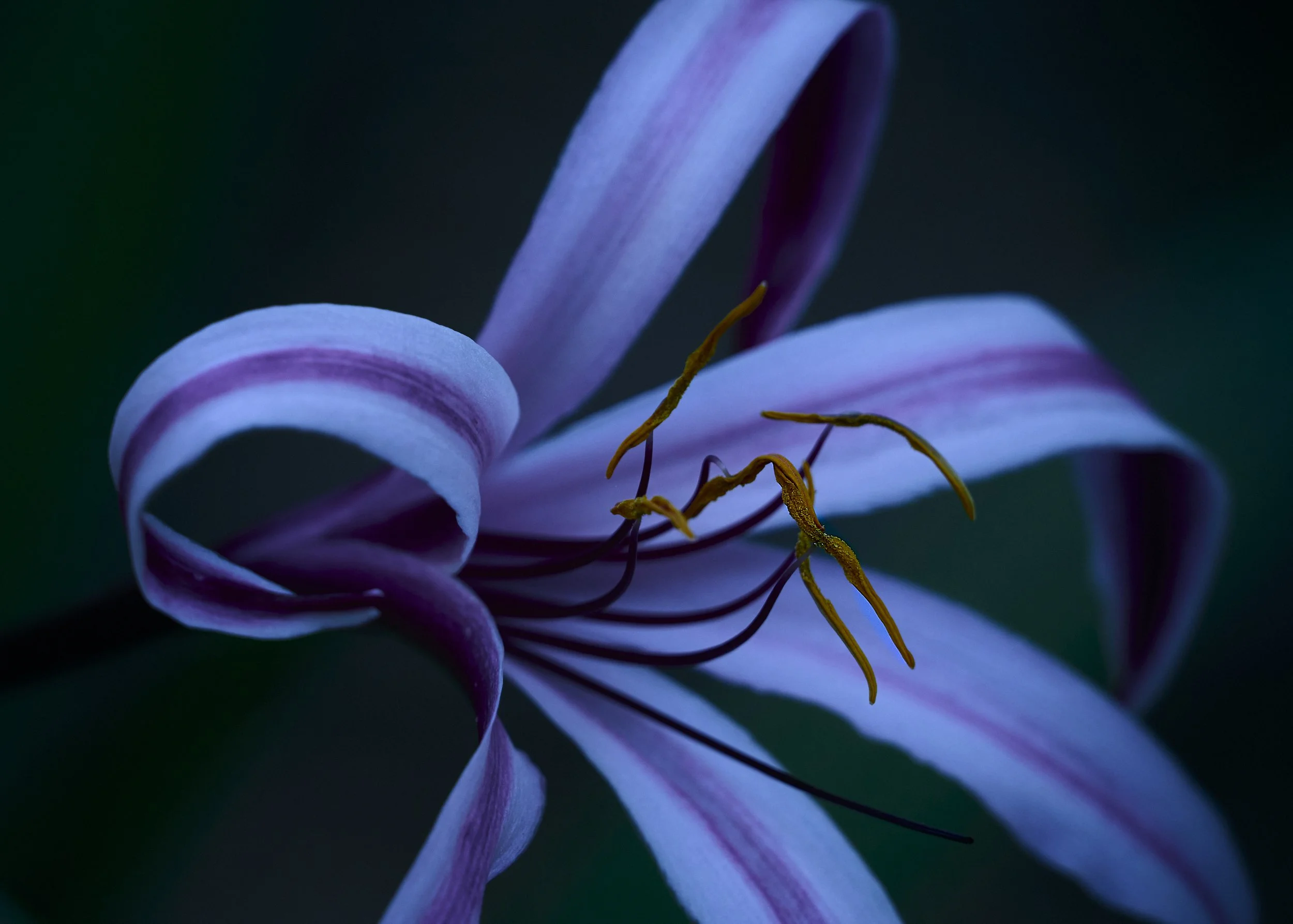 pollen-on-poisen-lilly 3.jpg