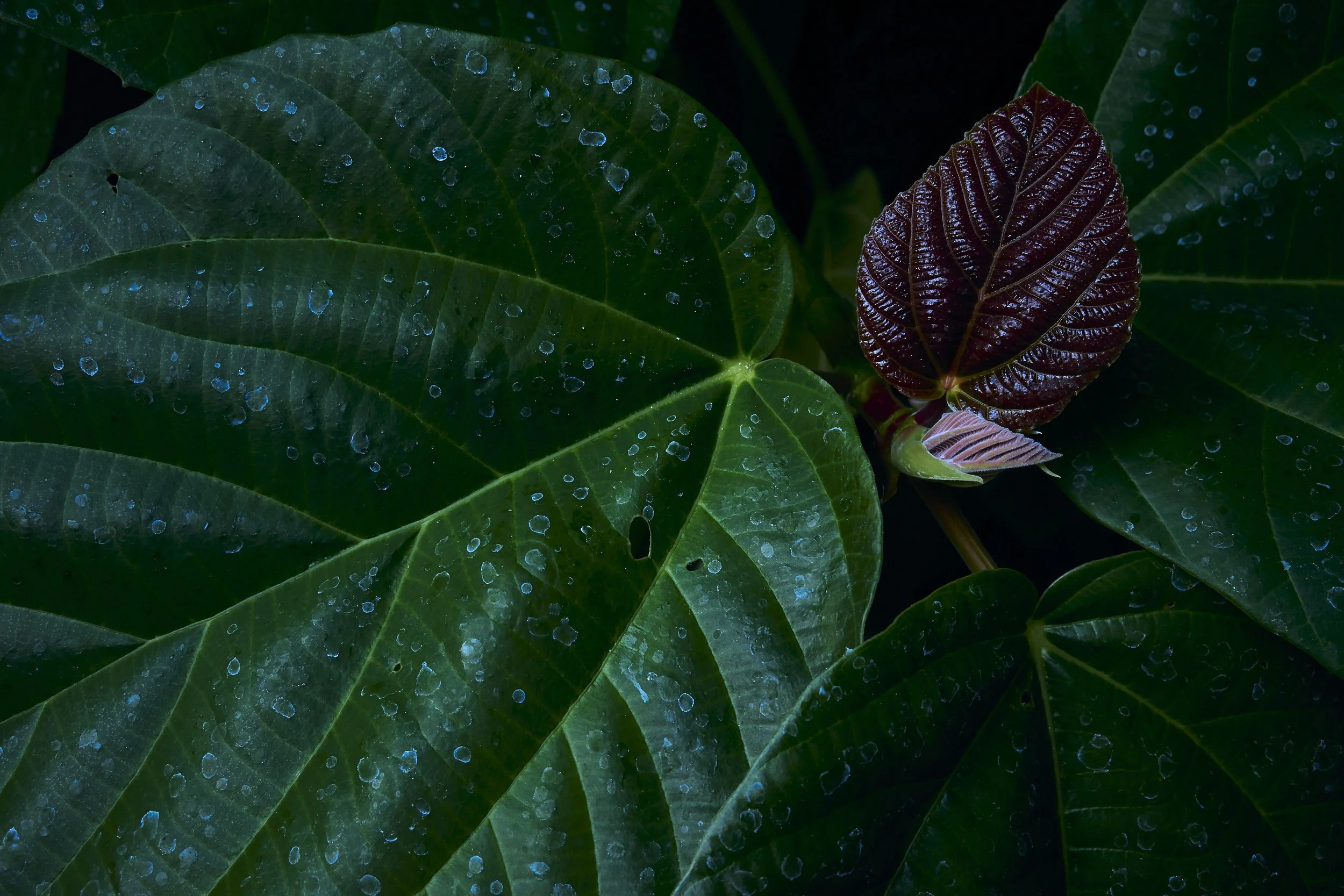 ficus-leaves.jpg