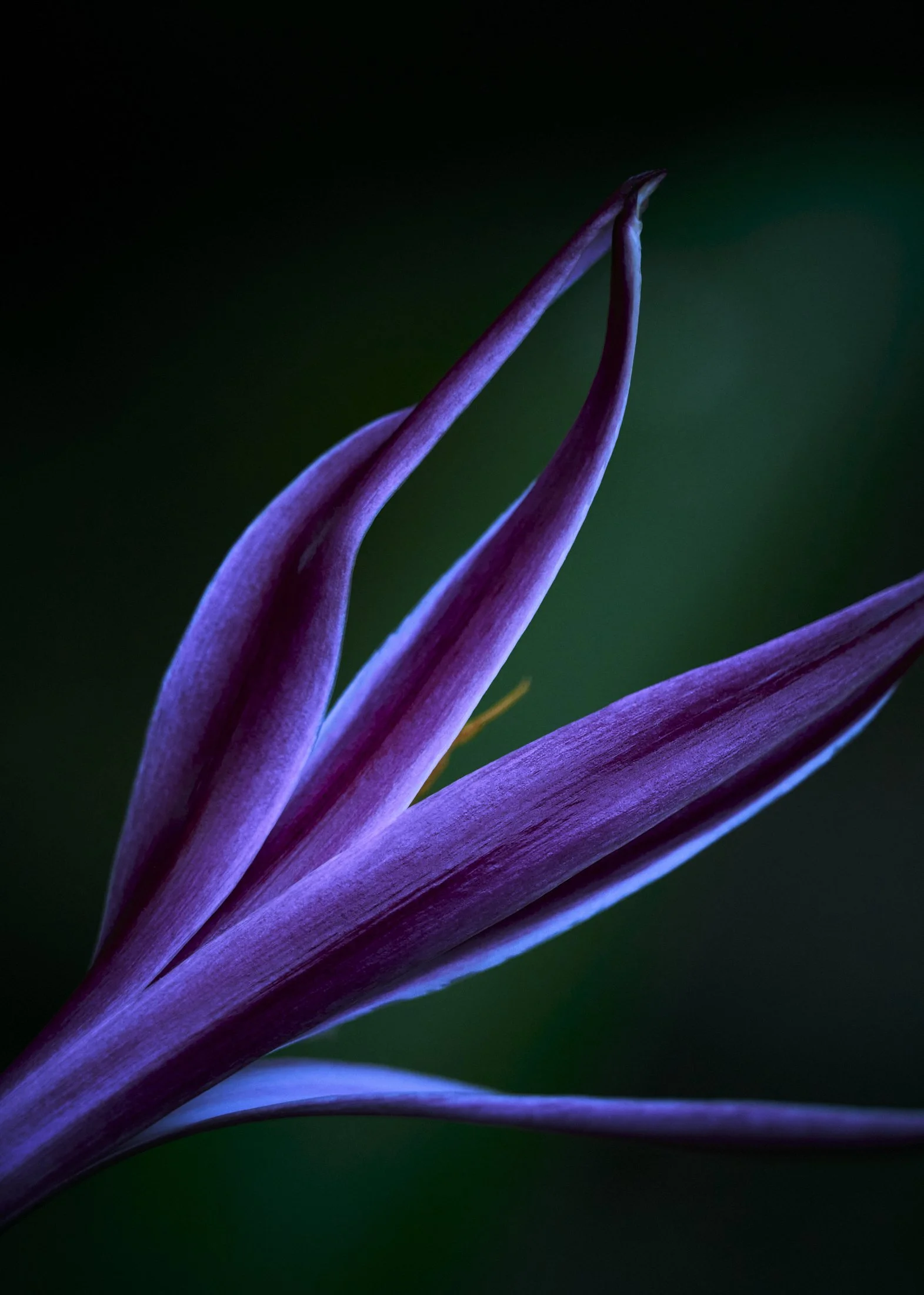 poisen-lilly 1.jpg